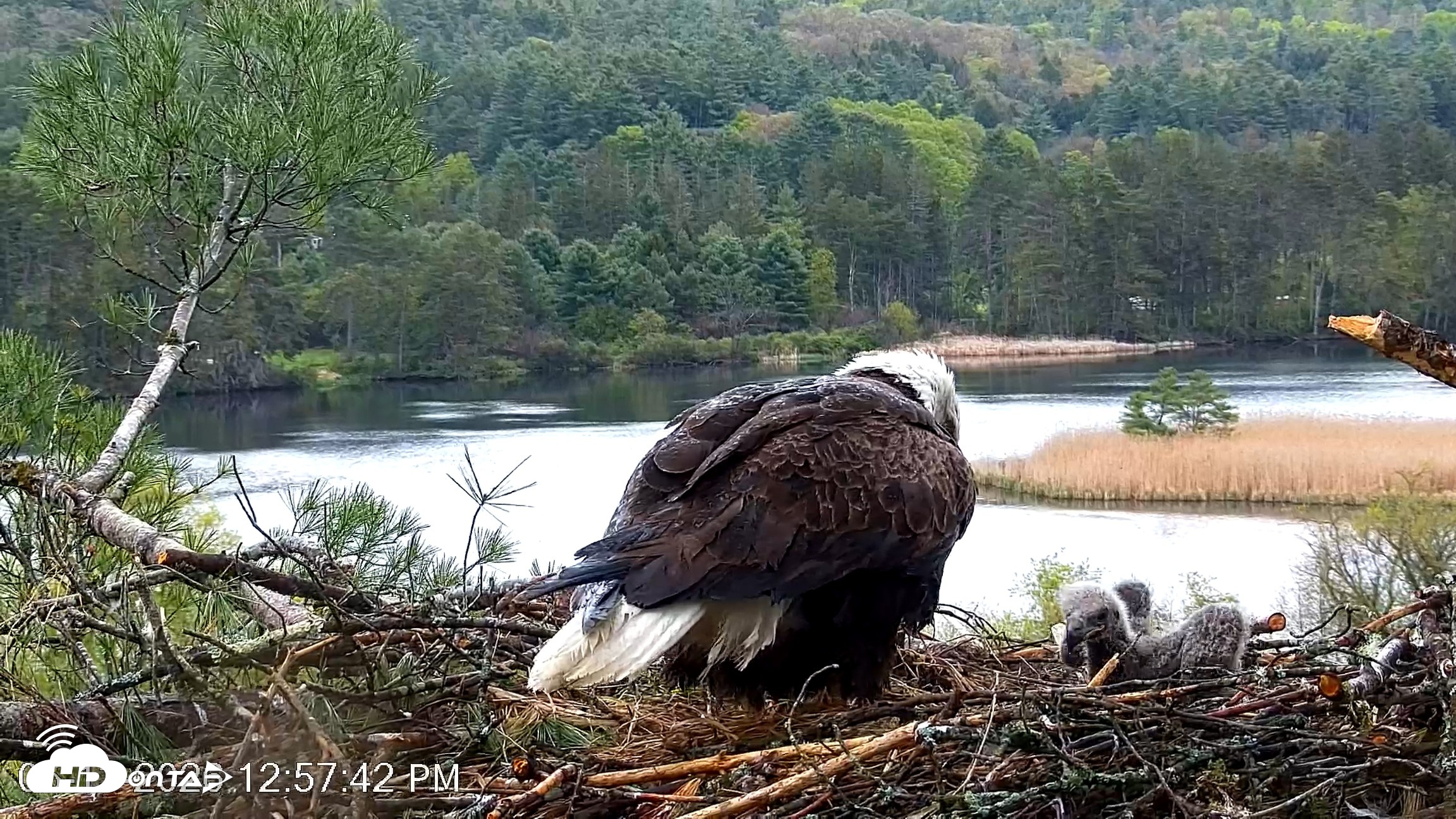 Snapshot of VINS Bald Eagles Nest Live Cams taken May 13, 2026, 12:58pm EDT