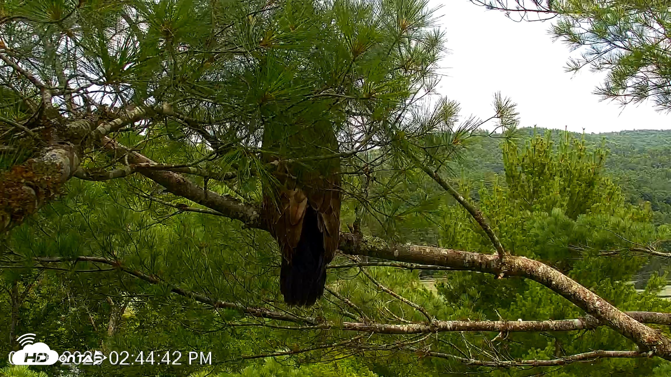Snapshot of VINS Bald Eagles Nest Live Cams taken Jul 26, 2026, 2:45pm EDT