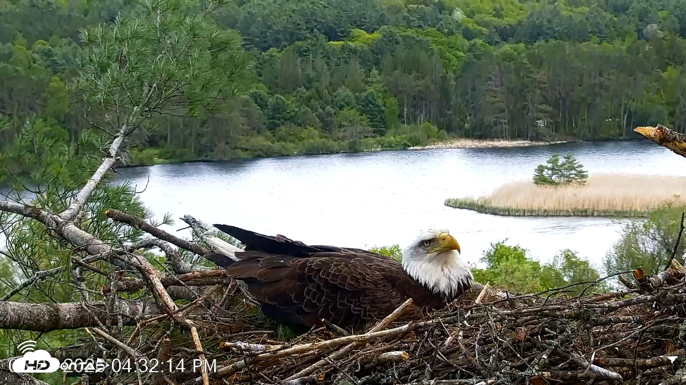 Snapshot of VINS Bald Eagles Nest Live Cams taken May 21, 2026, 4:33pm EDT