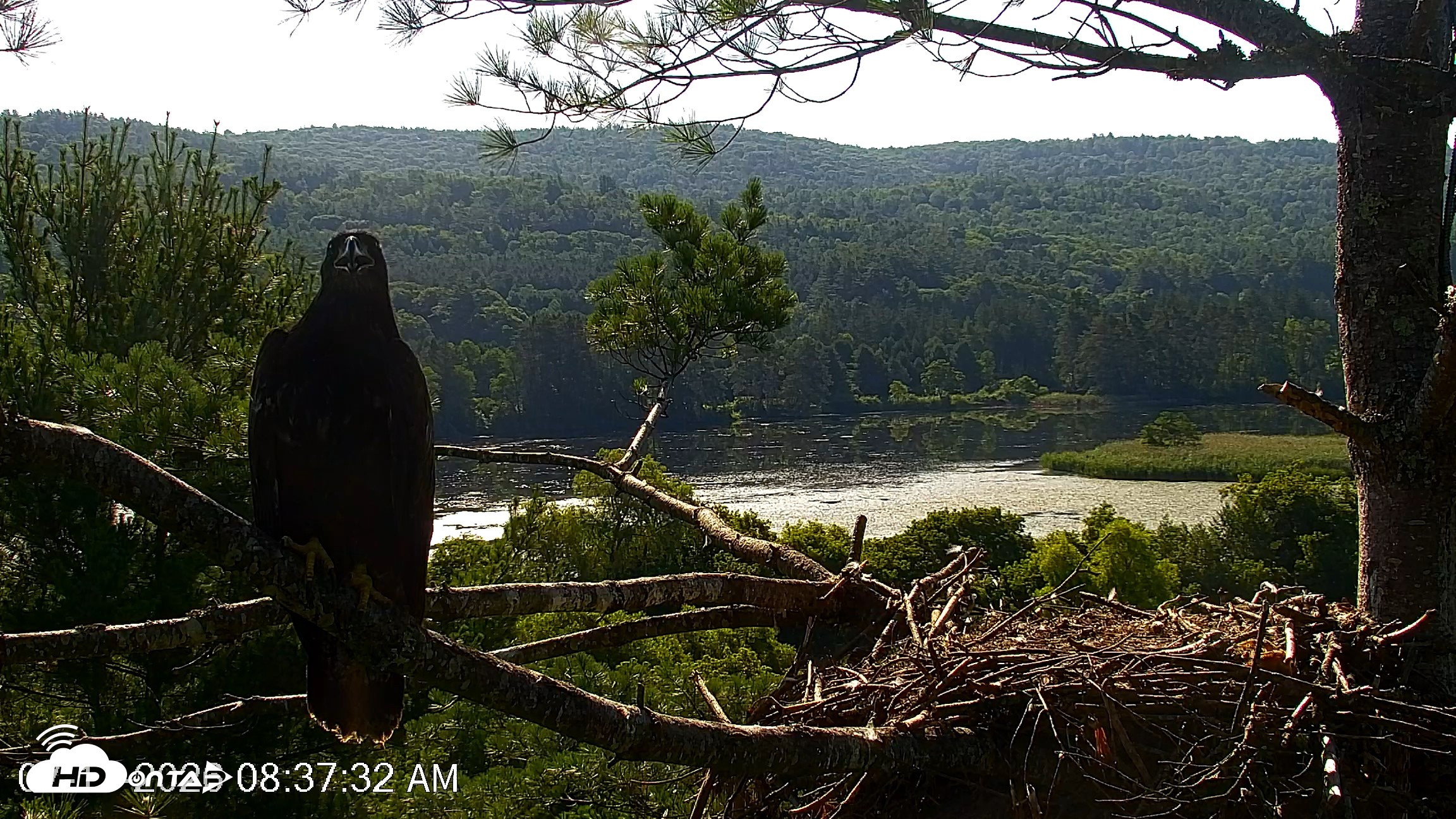 Snapshot of VINS Bald Eagles Nest Live Cams taken Jul 17, 2026, 8:38am EDT