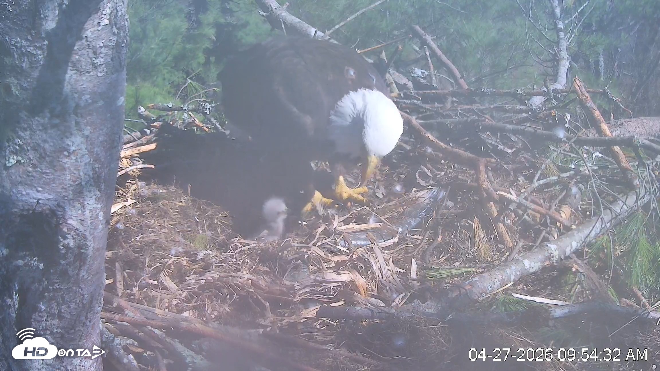 Snapshot of VINS Bald Eagles Nest Live Cams taken Apr 27, 2026, 9:55am EDT