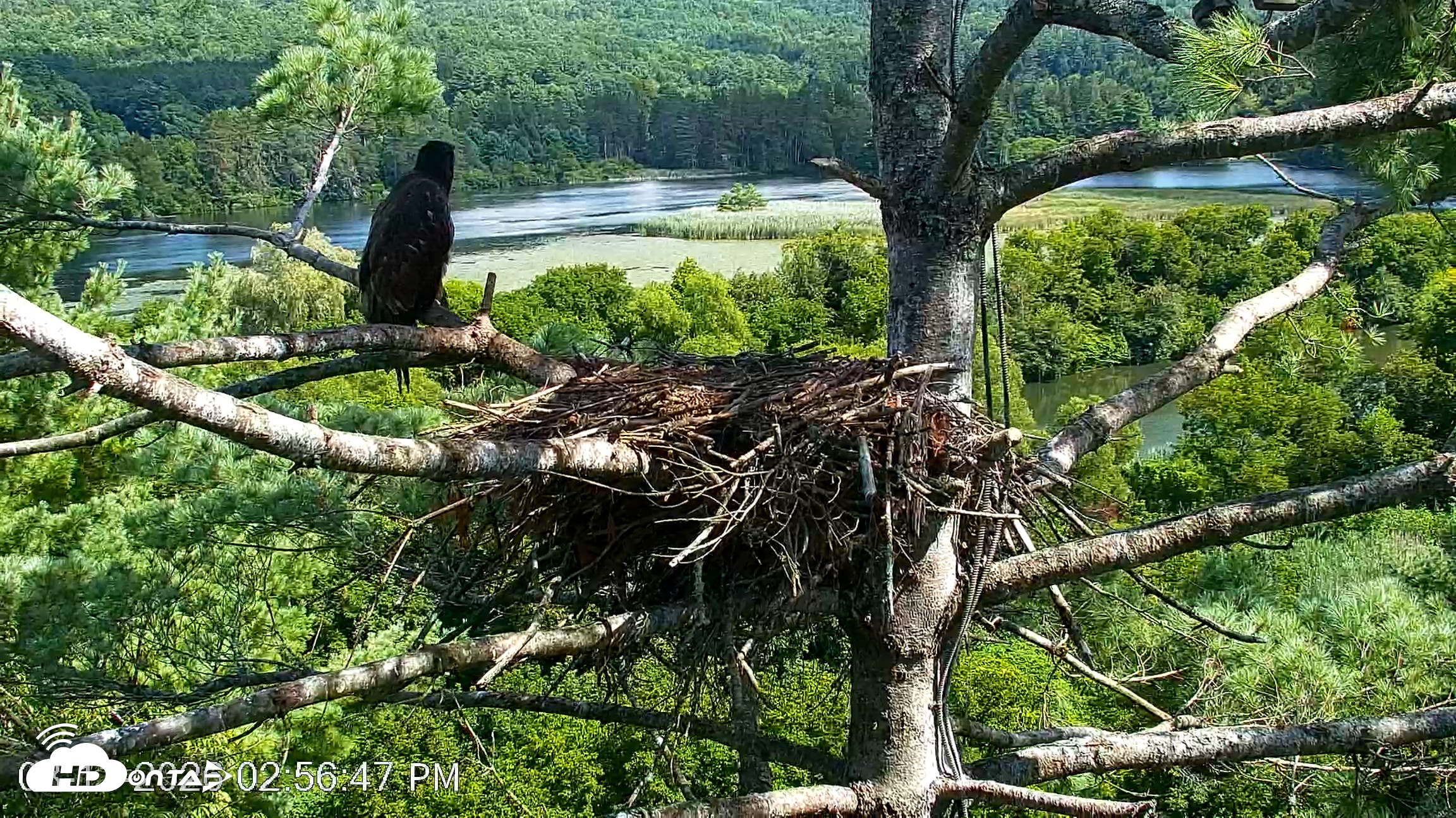 Snapshot of VINS Bald Eagles Nest Live Cams taken Aug 13, 2026, 2:57pm EDT
