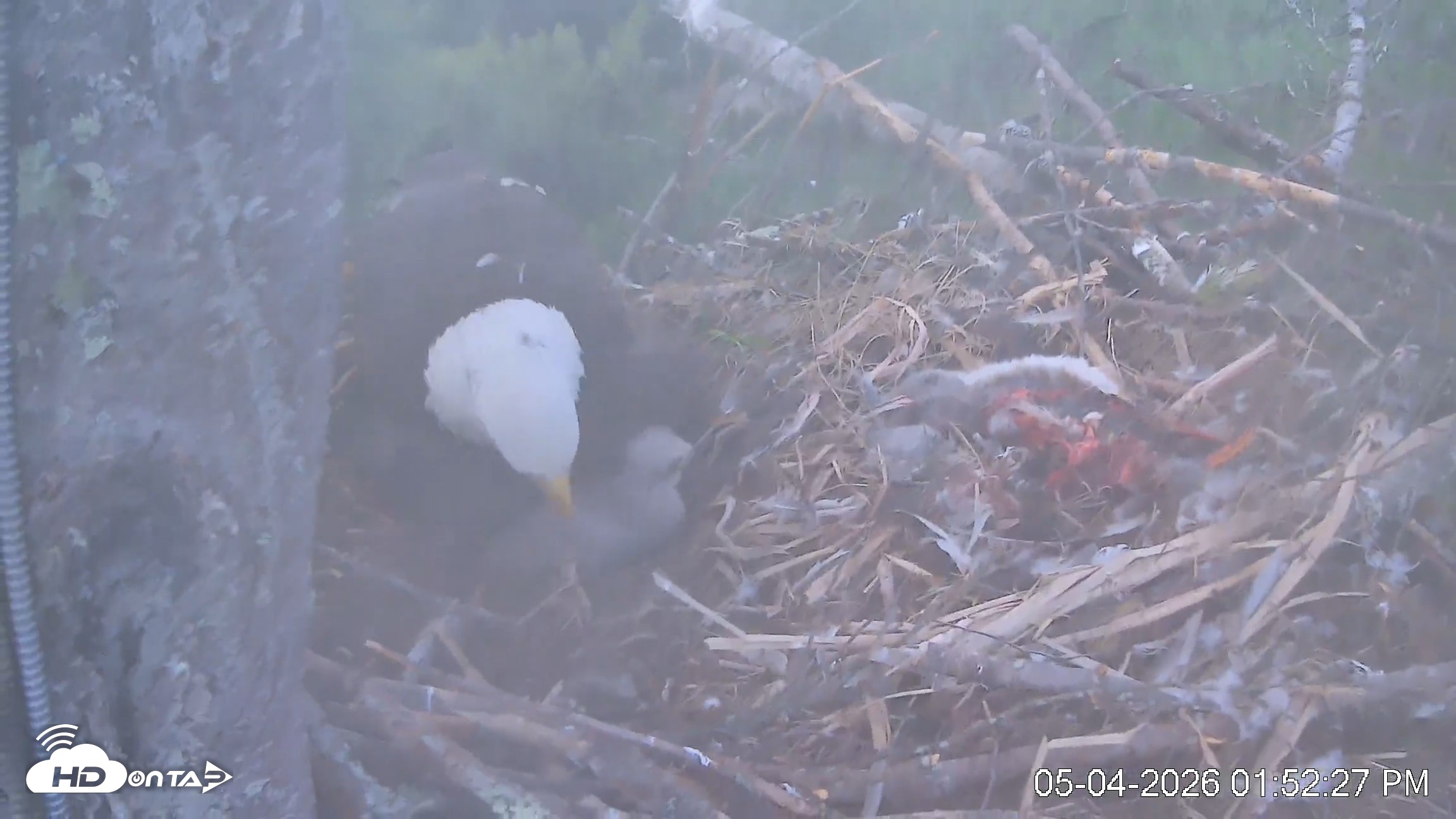 Snapshot of VINS Bald Eagles Nest Live Cams taken May 4, 2026, 1:53pm EDT
