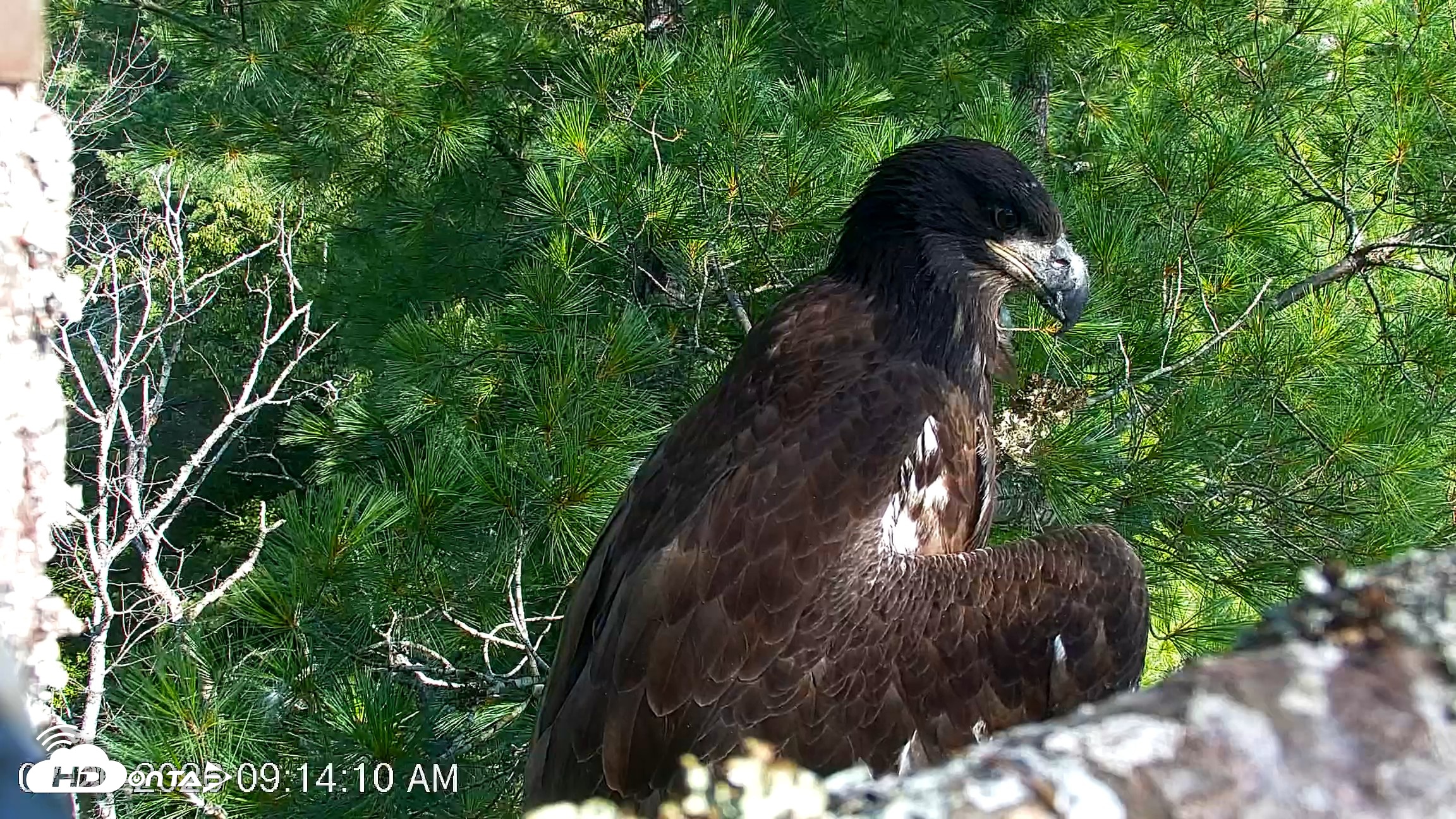 Snapshot of VINS Bald Eagles Nest Live Cams taken Jul 26, 2026, 9:14am EDT