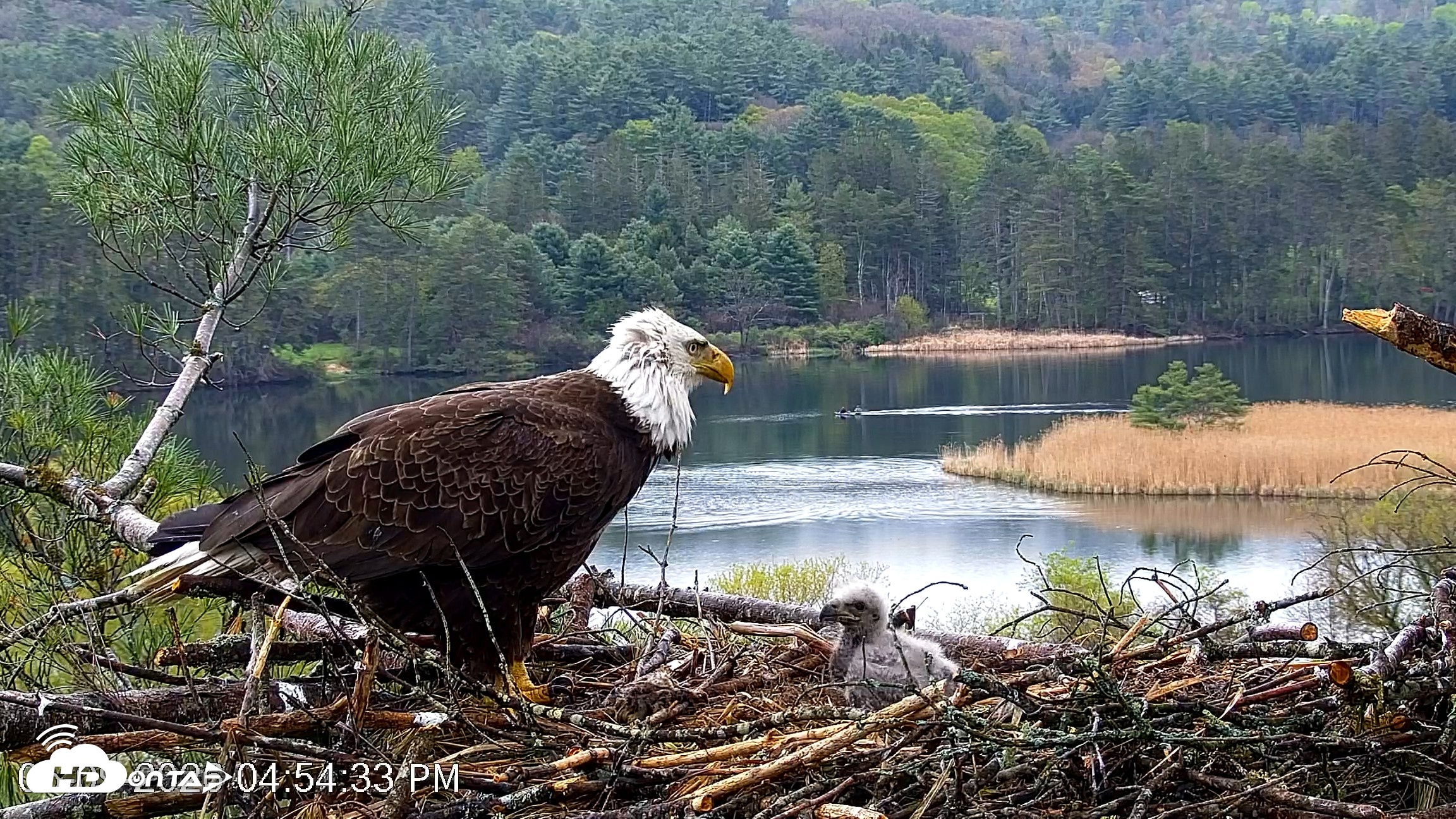 Snapshot of VINS Bald Eagles Nest Live Cams taken May 9, 2026, 4:55pm EDT