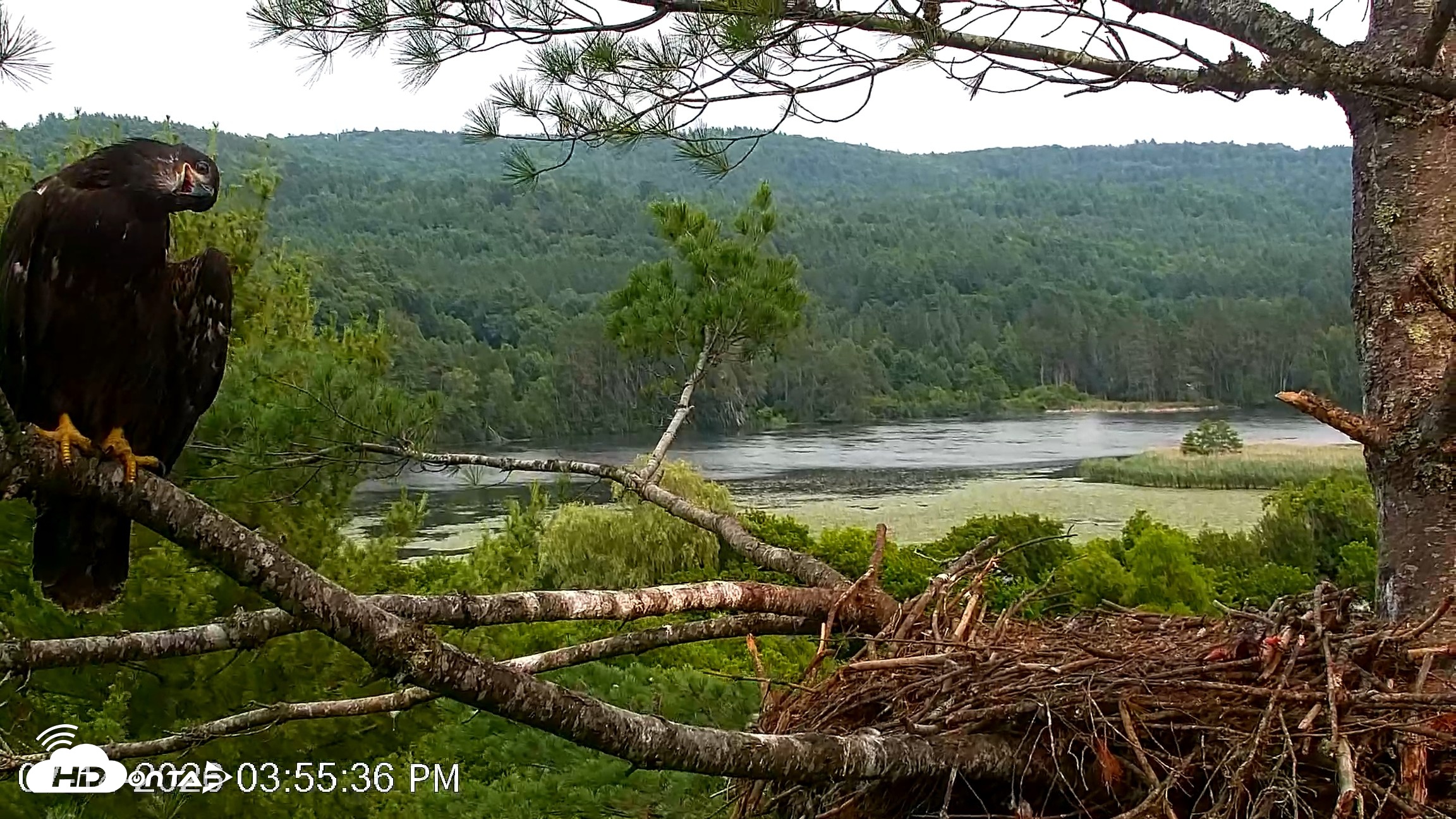 Snapshot of VINS Bald Eagles Nest Live Cams taken Jul 14, 2026, 3:56pm EDT