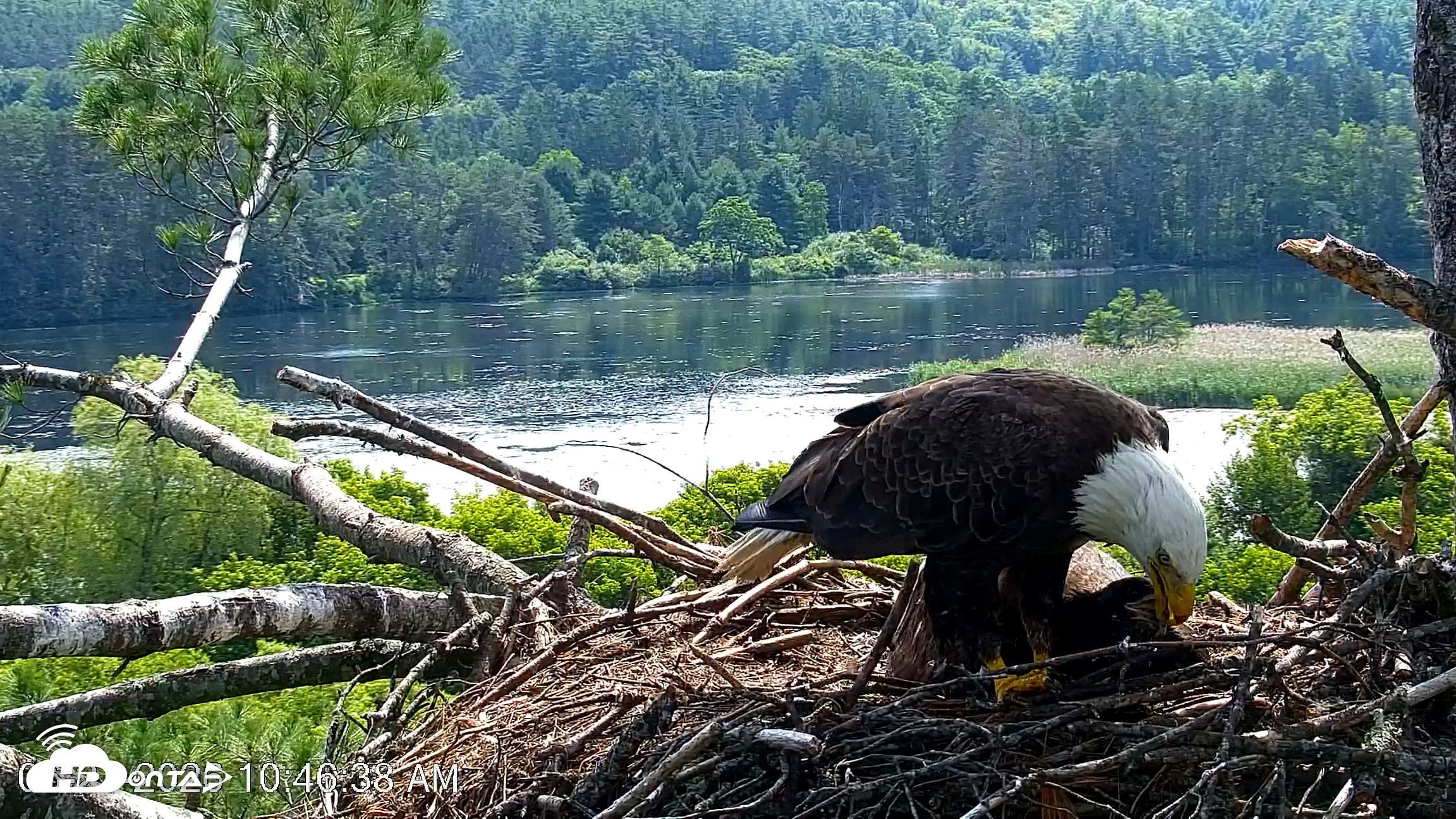 Snapshot of VINS Bald Eagles Nest Live Cams taken Jun 27, 2026, 10:47am EDT