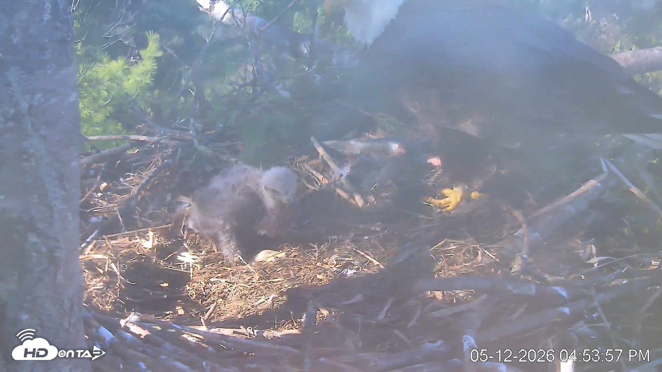 Snapshot of VINS Bald Eagles Nest Live Cams taken May 12, 2026, 4:54pm EDT