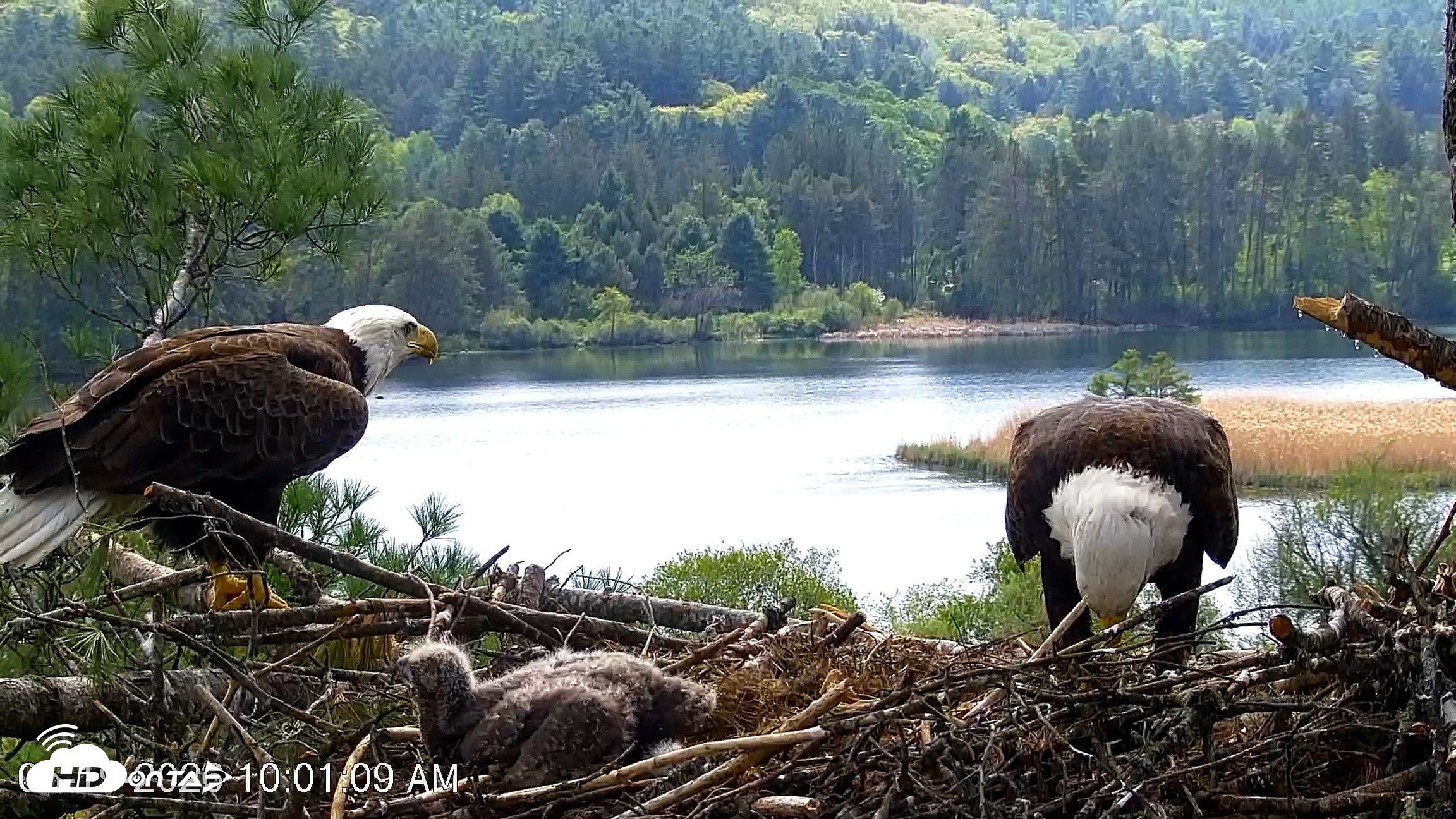 Snapshot of VINS Bald Eagles Nest Live Cams taken May 19, 2026, 10:02am EDT