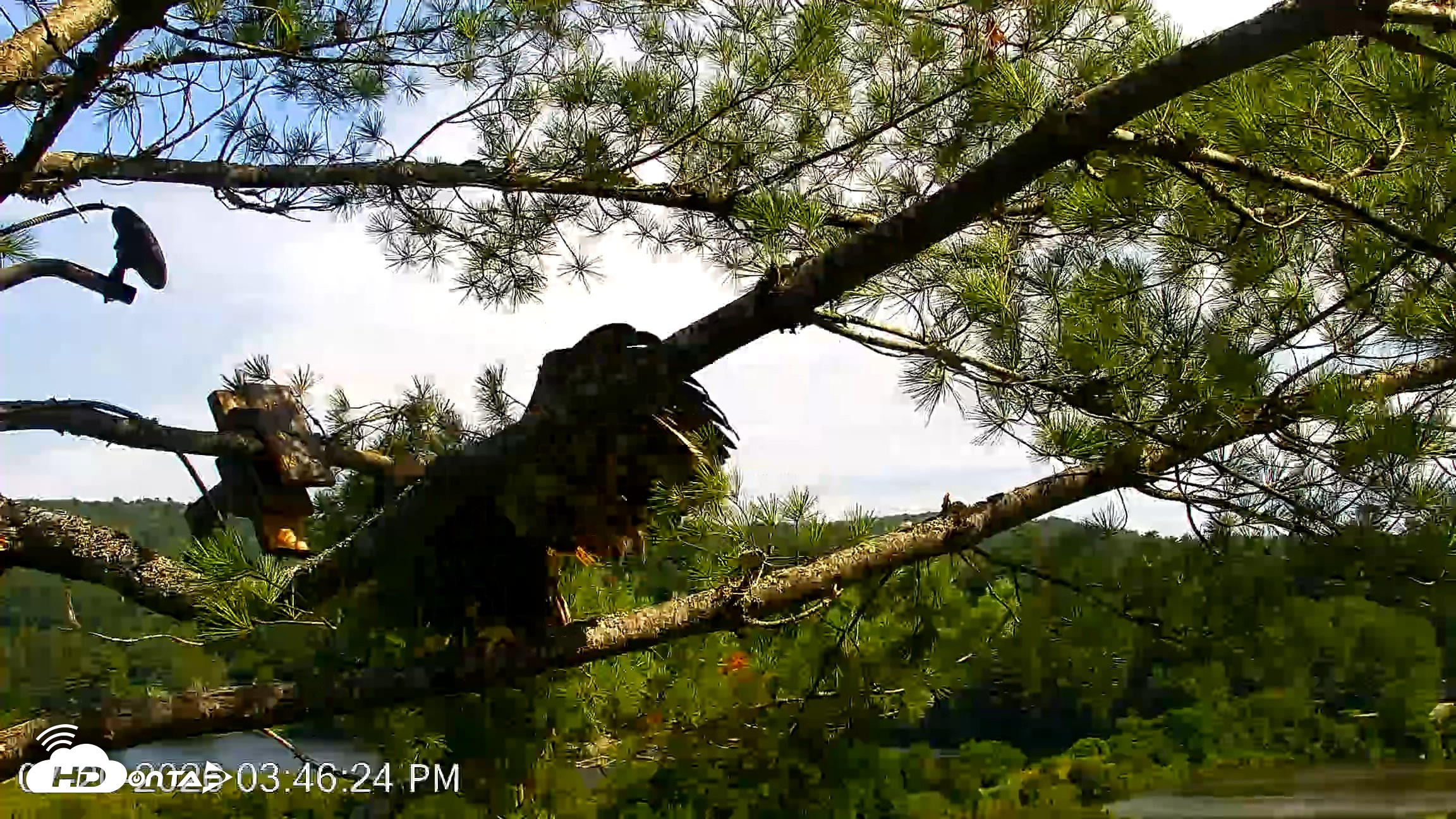 Snapshot of VINS Bald Eagles Nest Live Cams taken Jul 20, 2026, 3:47pm EDT