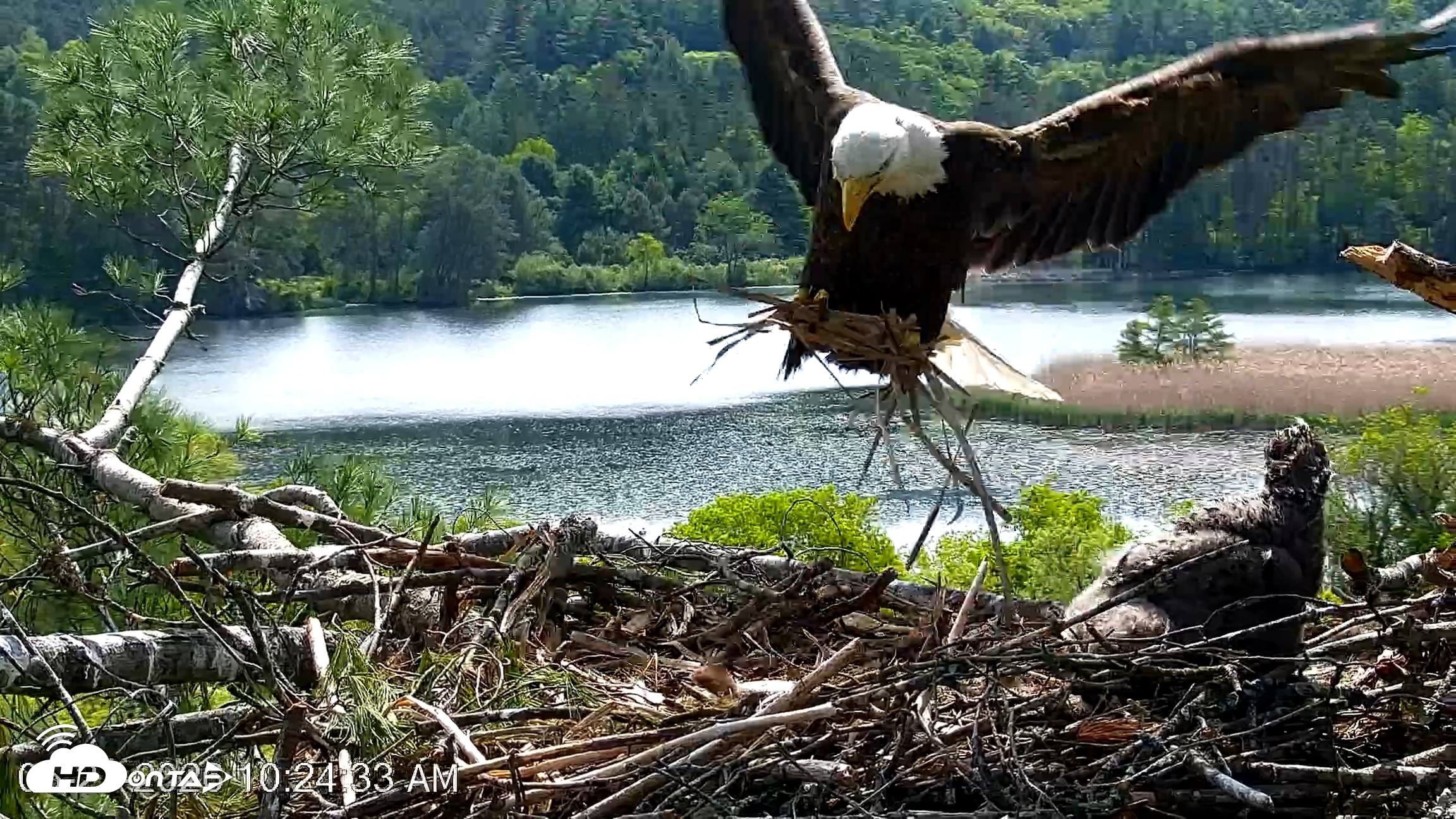 Snapshot of VINS Bald Eagles Nest Live Cams taken May 27, 2026, 10:25am EDT