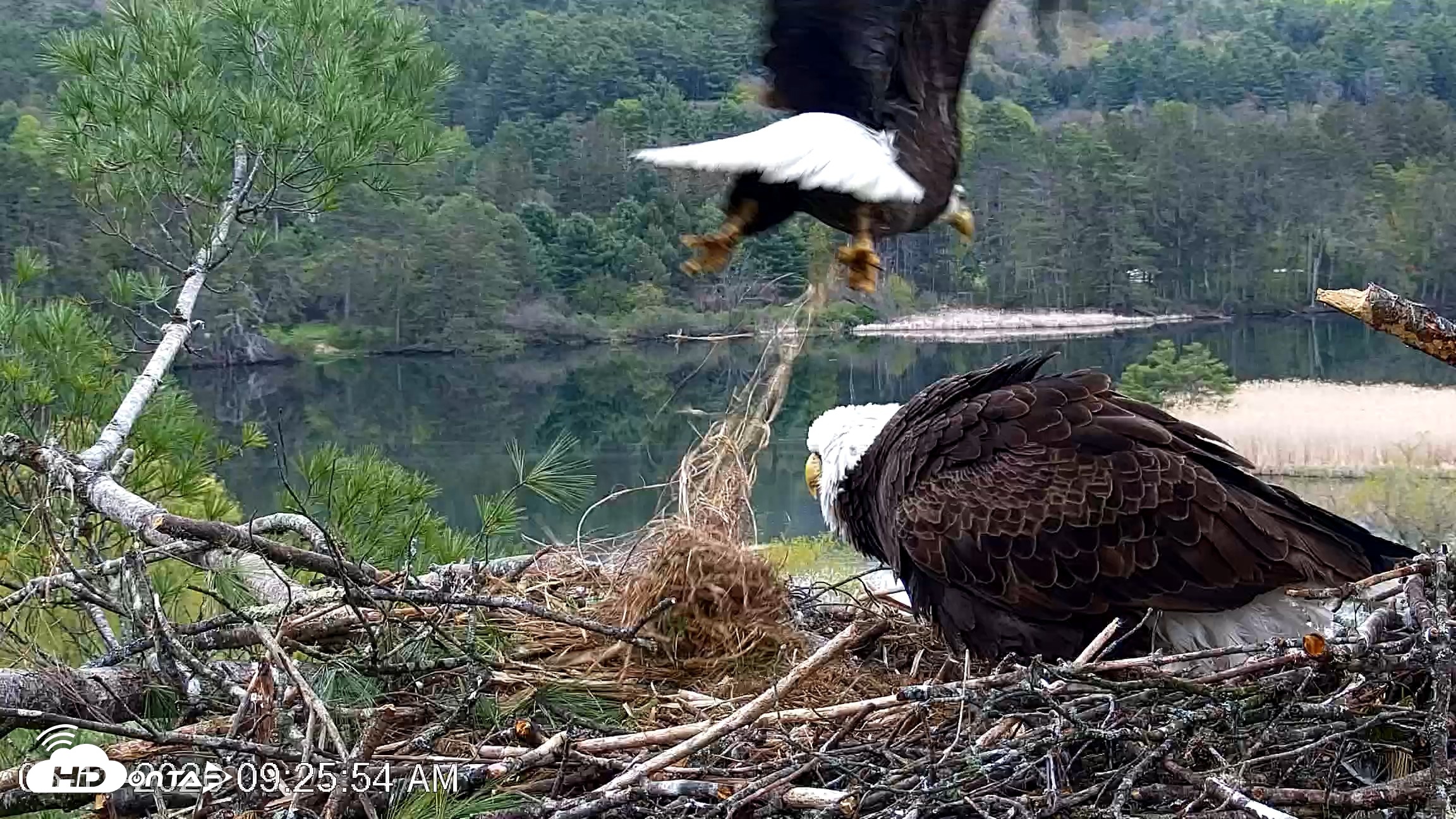 Snapshot of VINS Bald Eagles Nest Live Cams taken May 13, 2026, 9:27am EDT