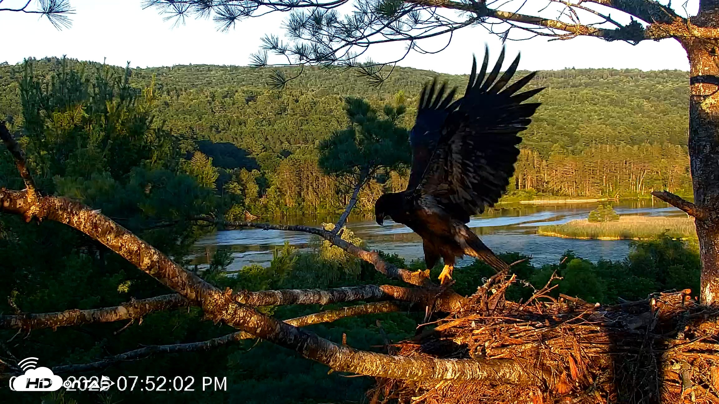 Snapshot of VINS Bald Eagles Nest Live Cams taken Jul 15, 2026, 7:52pm EDT