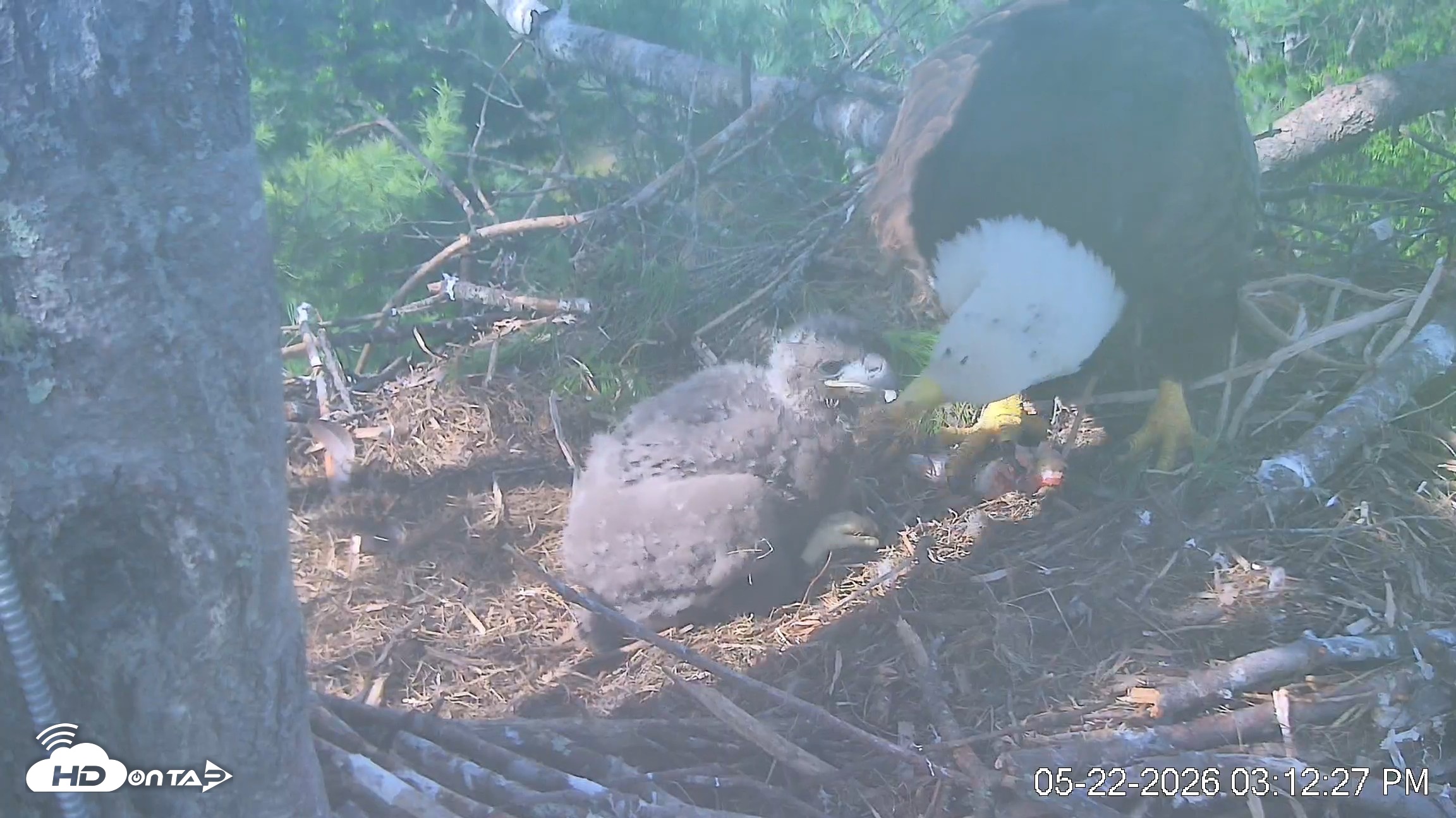 Snapshot of VINS Bald Eagles Nest Live Cams taken May 22, 2026, 3:13pm EDT