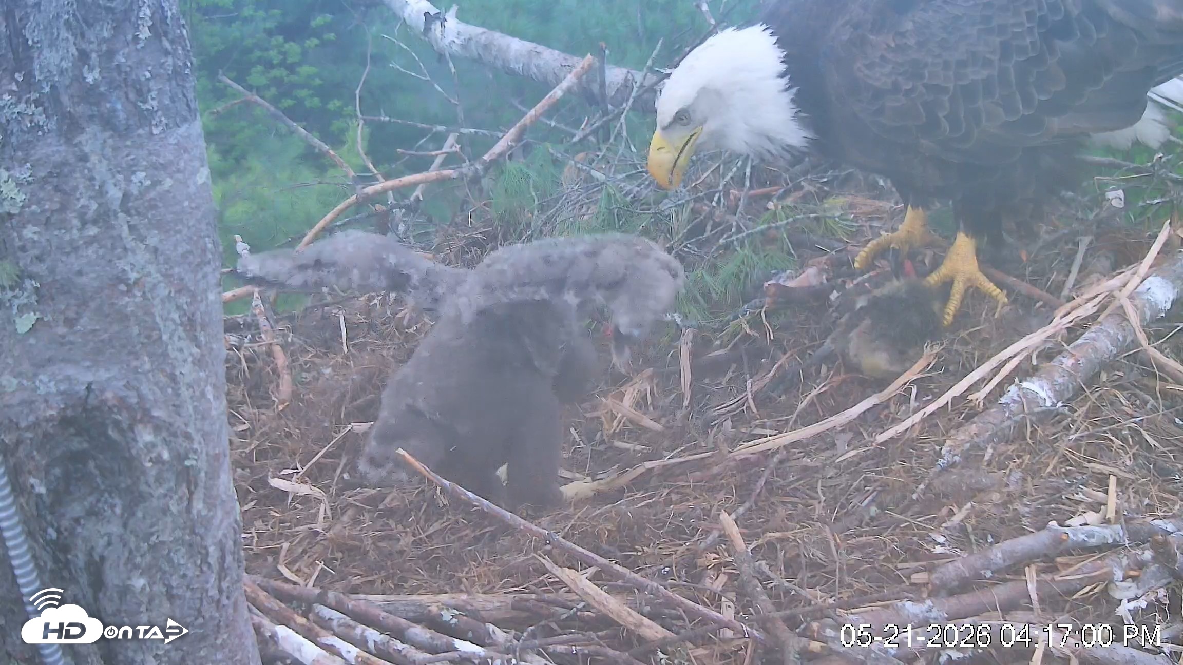Snapshot of VINS Bald Eagles Nest Live Cams taken May 21, 2026, 4:17pm EDT