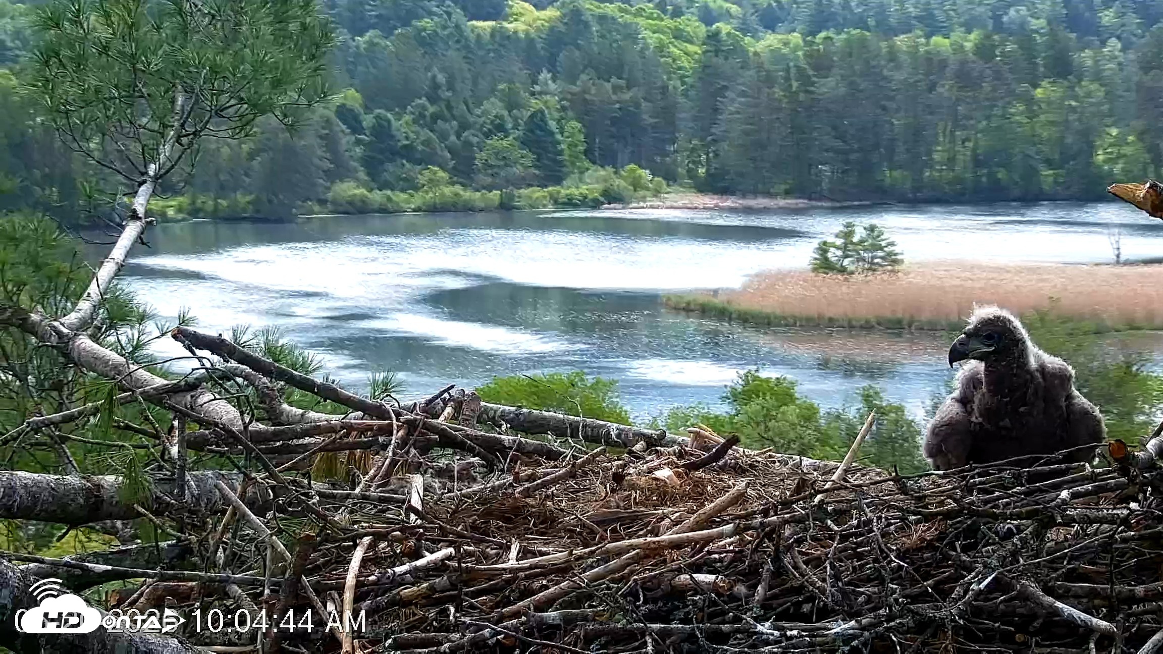 Snapshot of VINS Bald Eagles Nest Live Cams taken May 20, 2026, 10:05am EDT