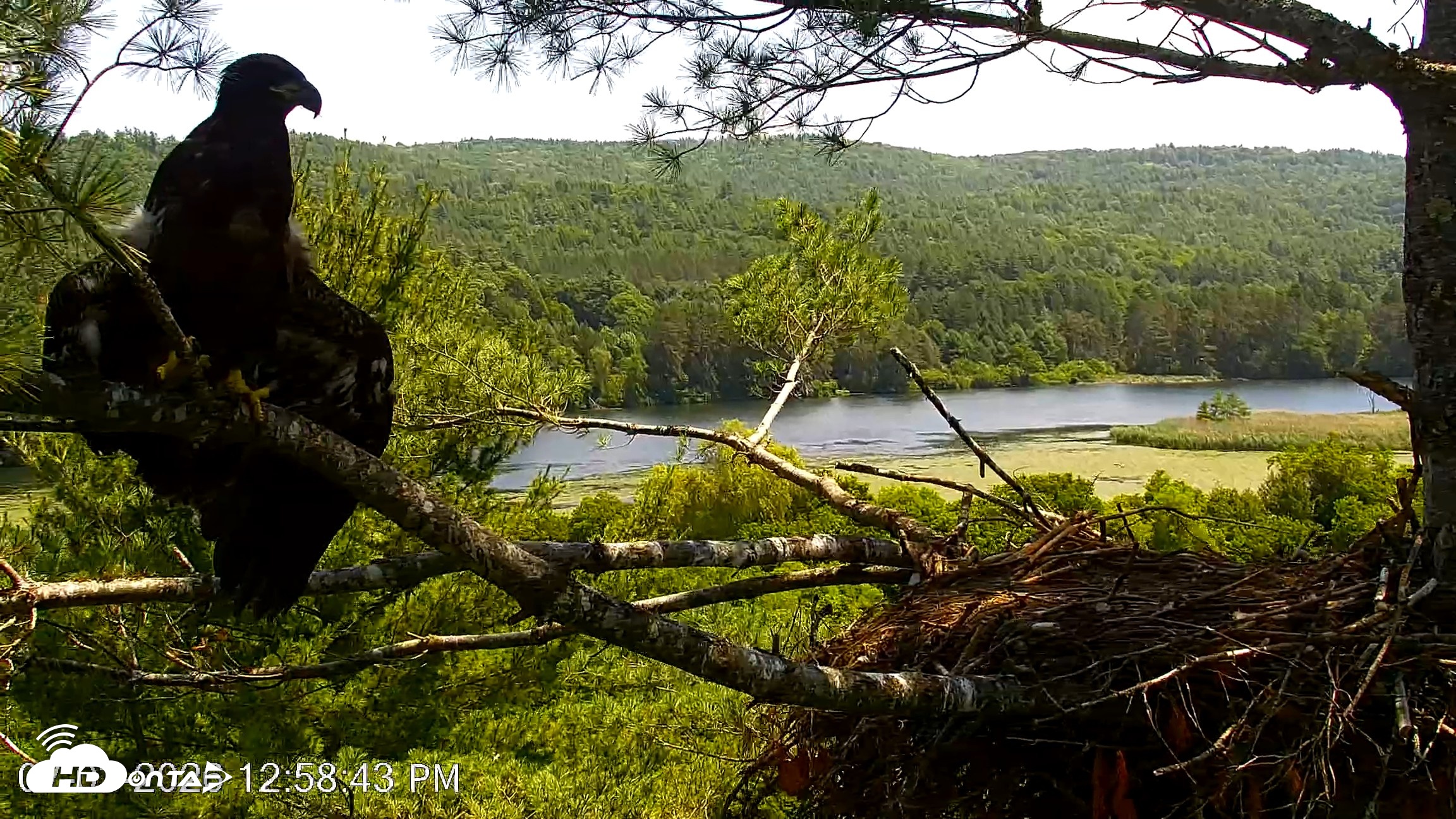 Snapshot of VINS Bald Eagles Nest Live Cams taken Jul 3, 2026, 12:59pm EDT