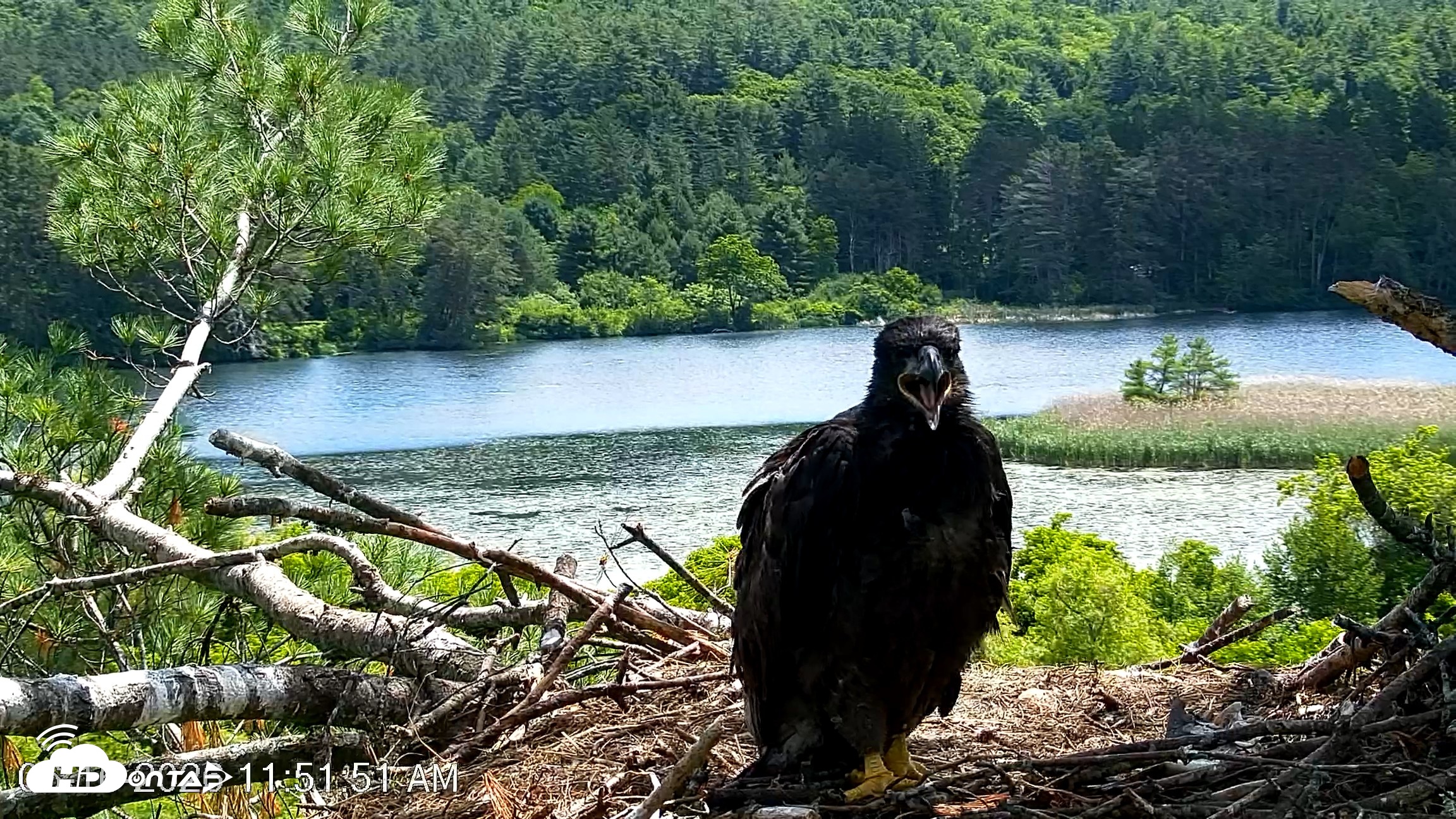Snapshot of VINS Bald Eagles Nest Live Cams taken Jun 16, 2026, 11:52am EDT