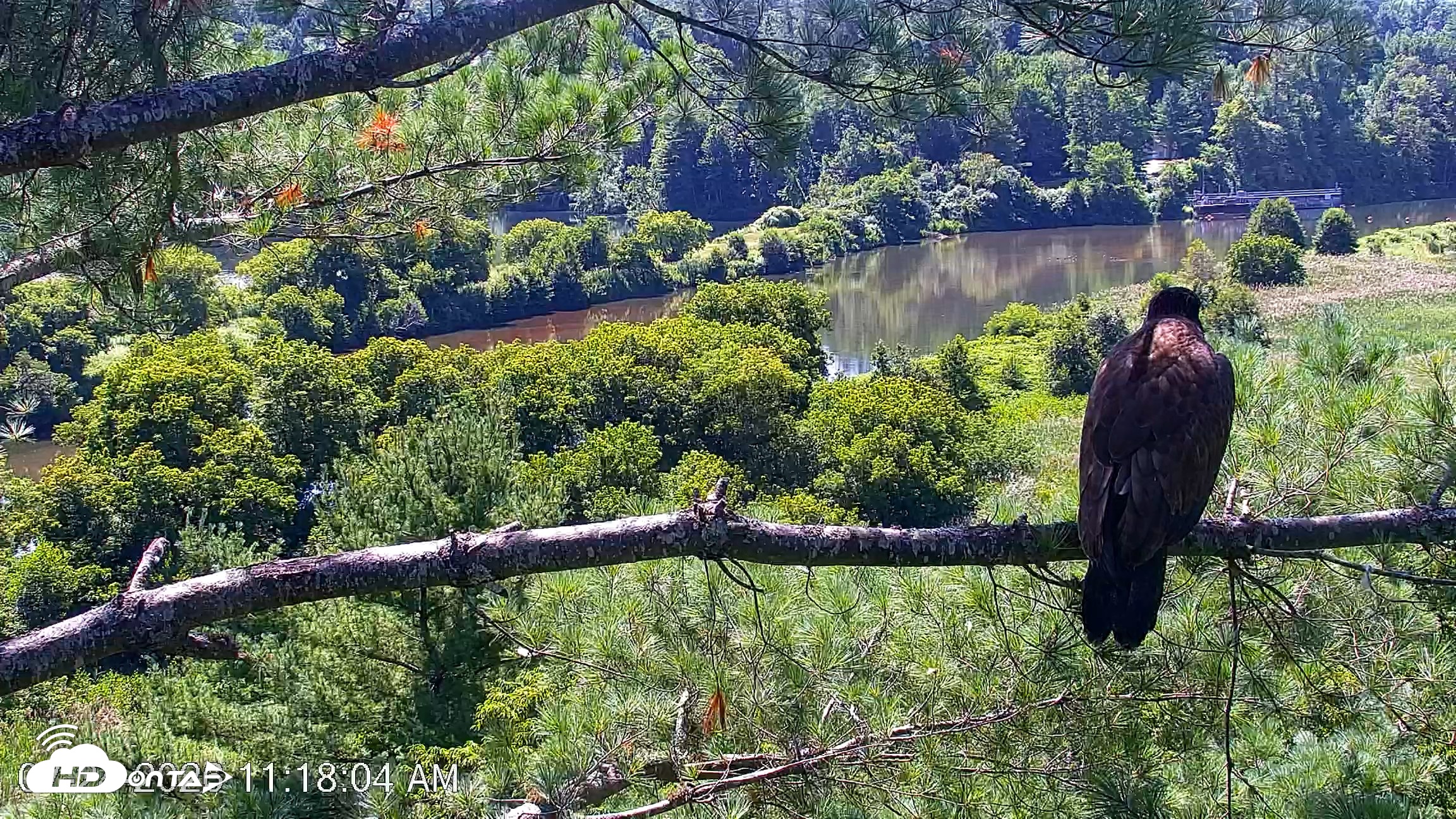 Snapshot of VINS Bald Eagles Nest Live Cams taken Jul 24, 2026, 11:18am EDT