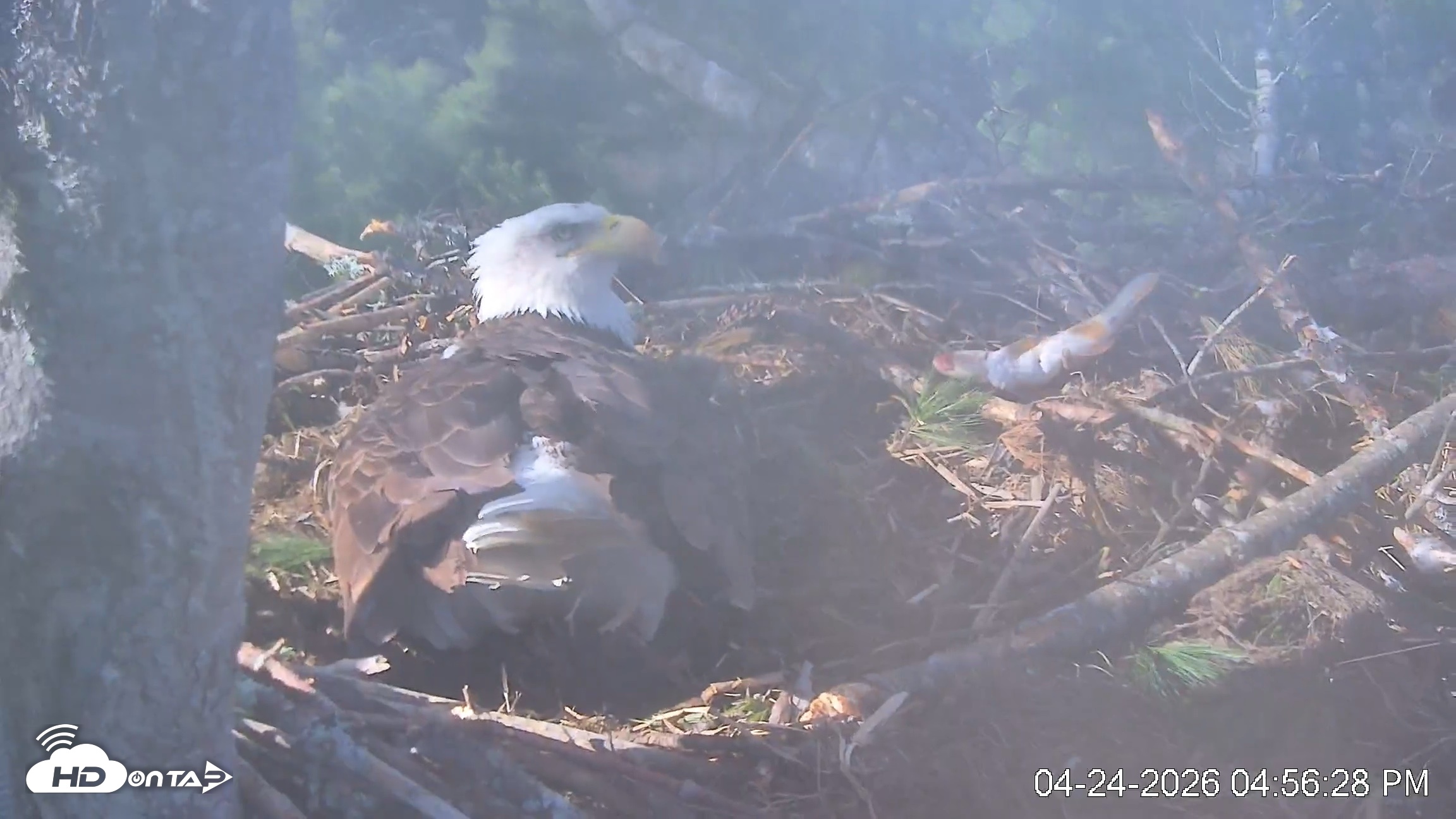 Snapshot of VINS Bald Eagles Nest Live Cams taken Apr 24, 2026, 4:57pm EDT
