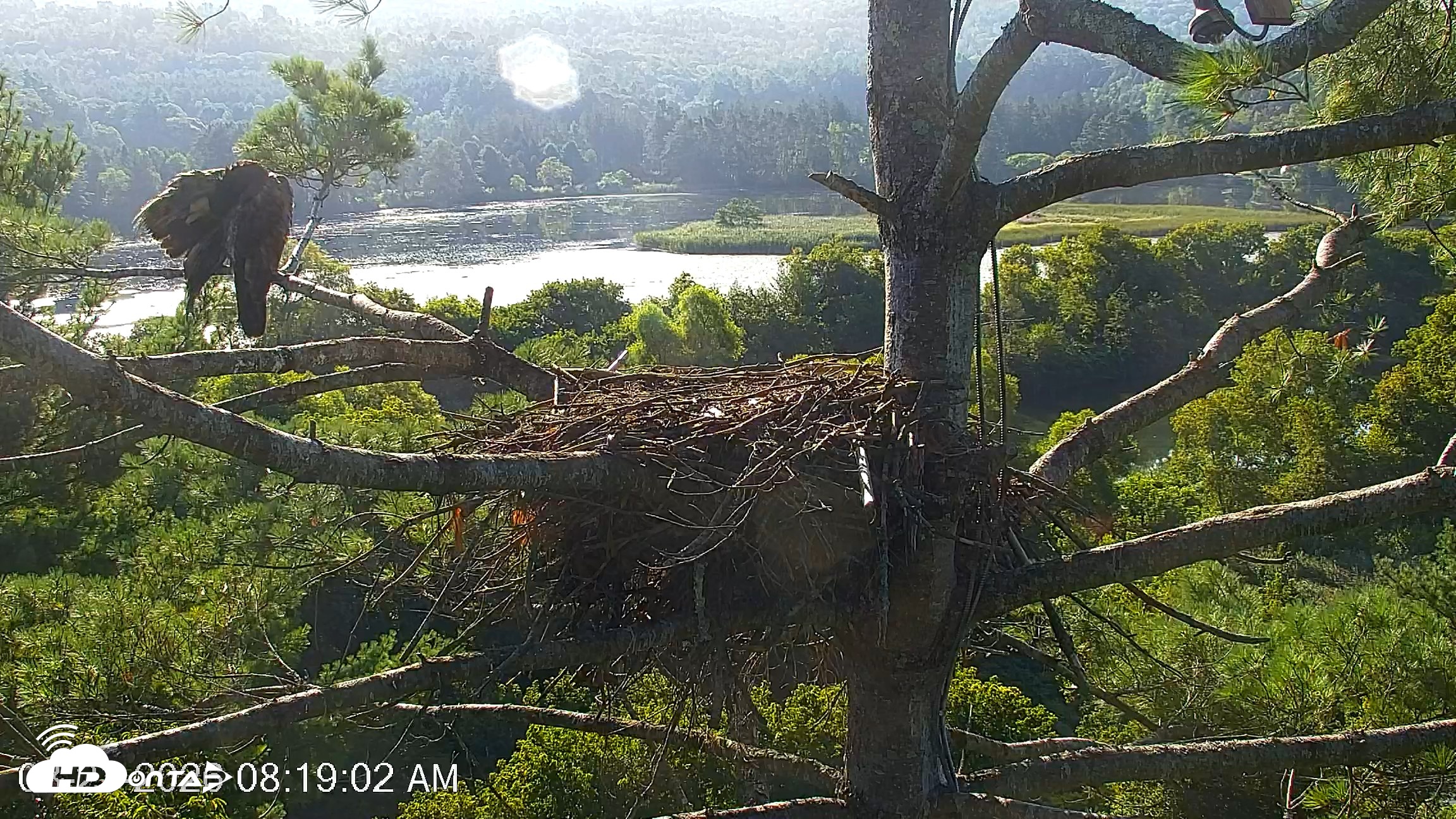 Snapshot of VINS Bald Eagles Nest Live Cams taken Aug 21, 2026, 8:19am EDT