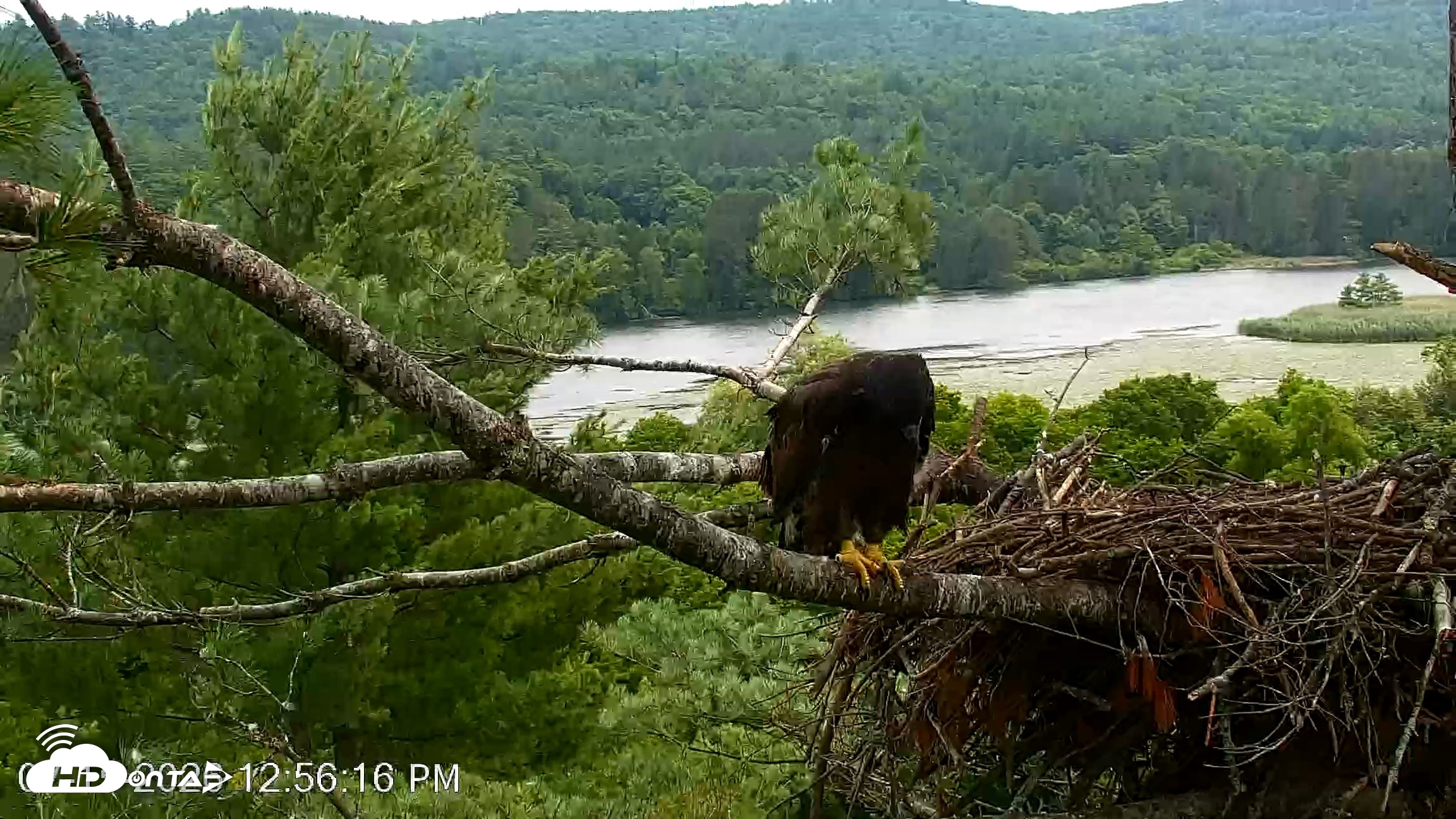 Snapshot of VINS Bald Eagles Nest Live Cams taken Jul 15, 2026, 12:57pm EDT