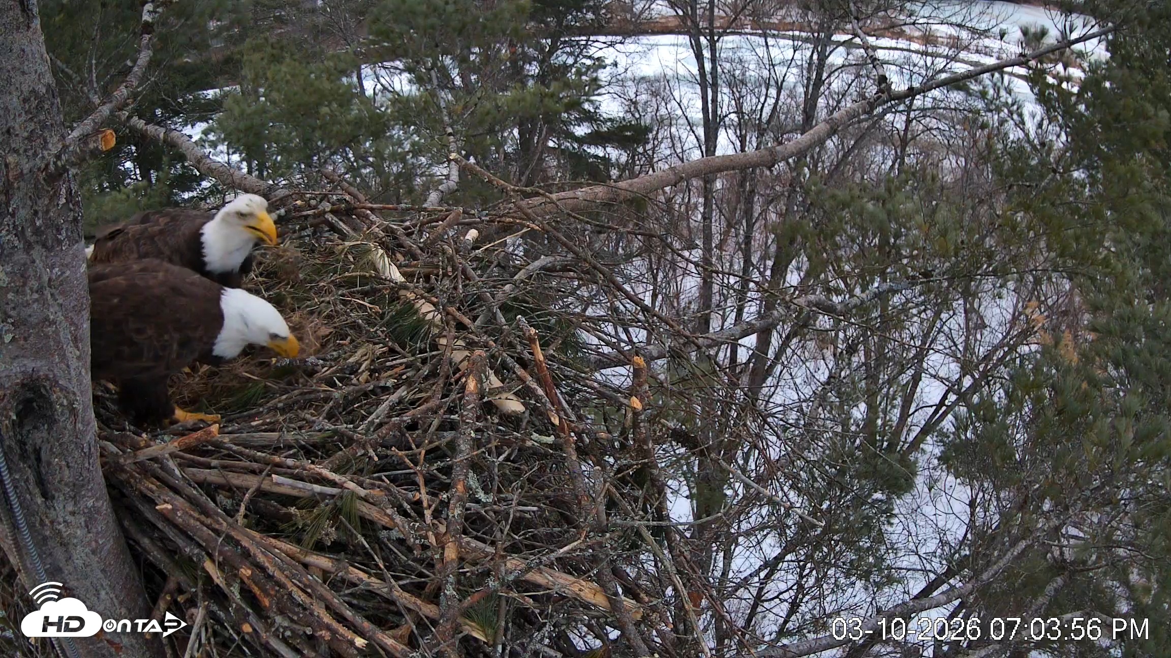 Snapshot of VINS Bald Eagles Nest Live Cams taken Mar 10, 2026, 7:04pm EDT