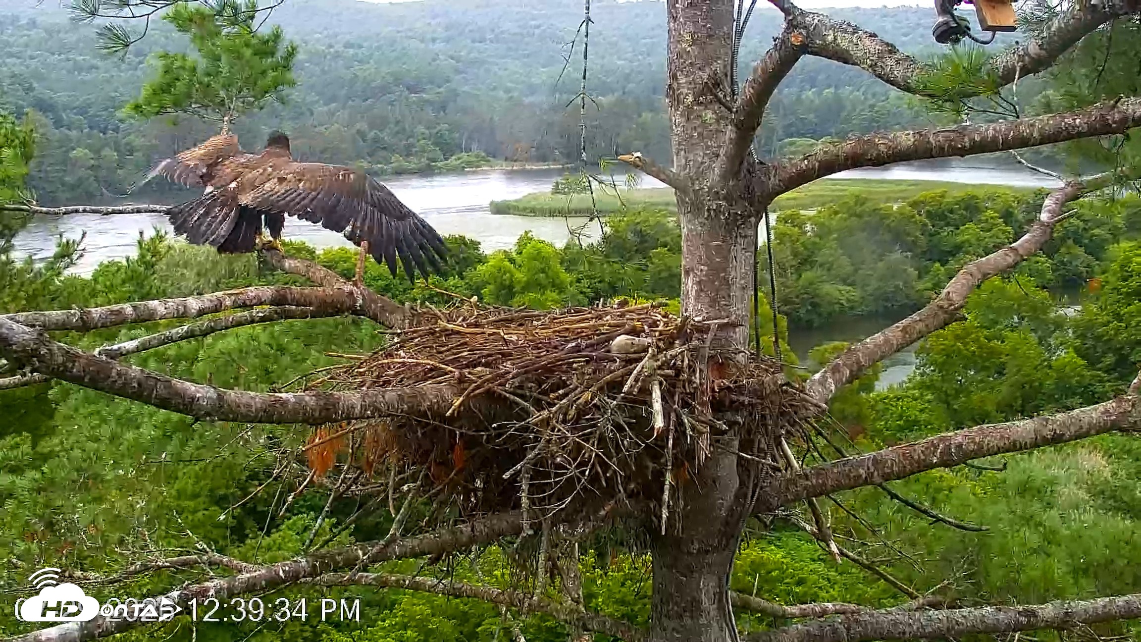 Snapshot of VINS Bald Eagles Nest Live Cams taken Jul 29, 2026, 12:40pm EDT