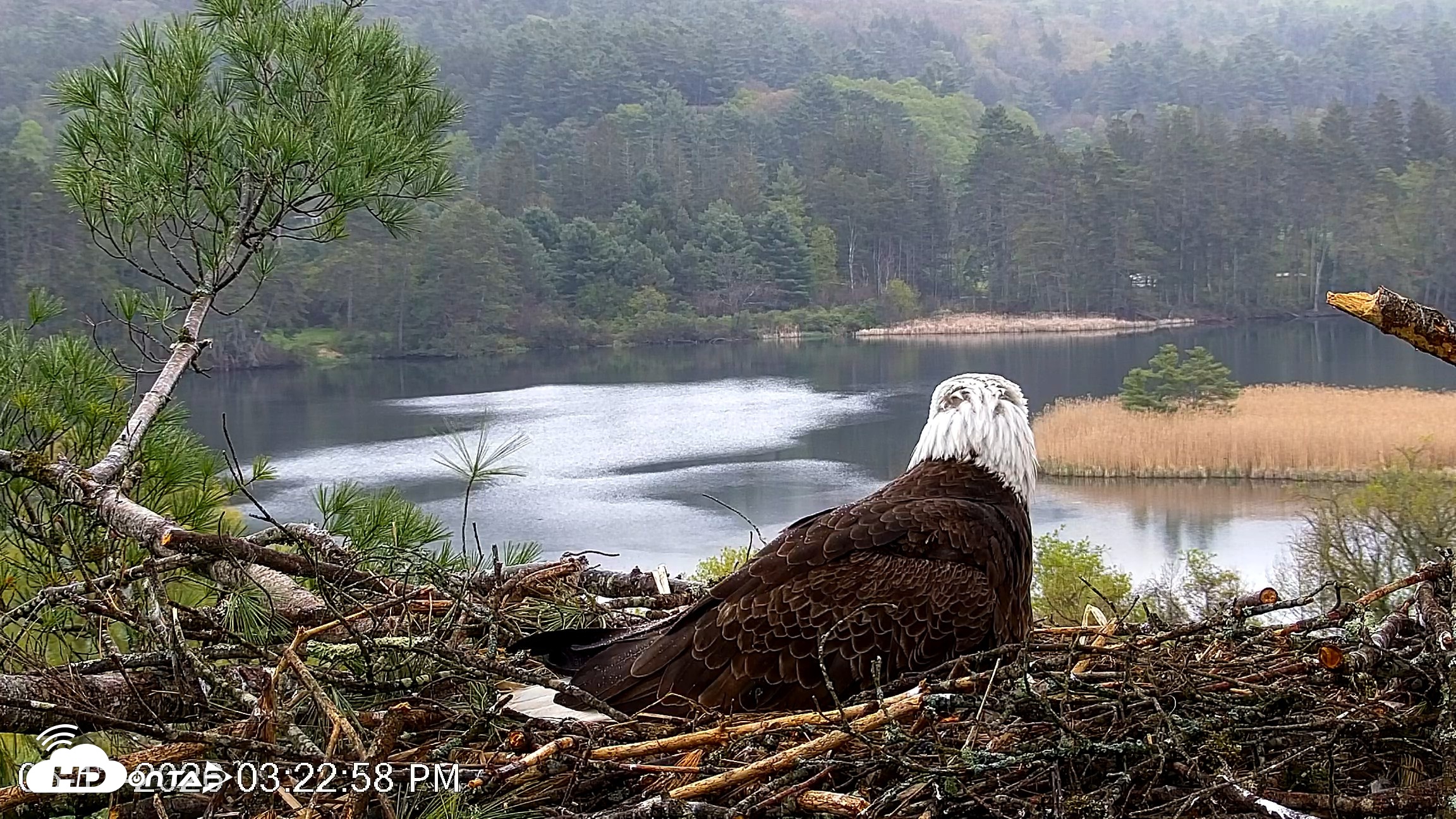 Snapshot of VINS Bald Eagles Nest Live Cams taken May 13, 2026, 3:23pm EDT