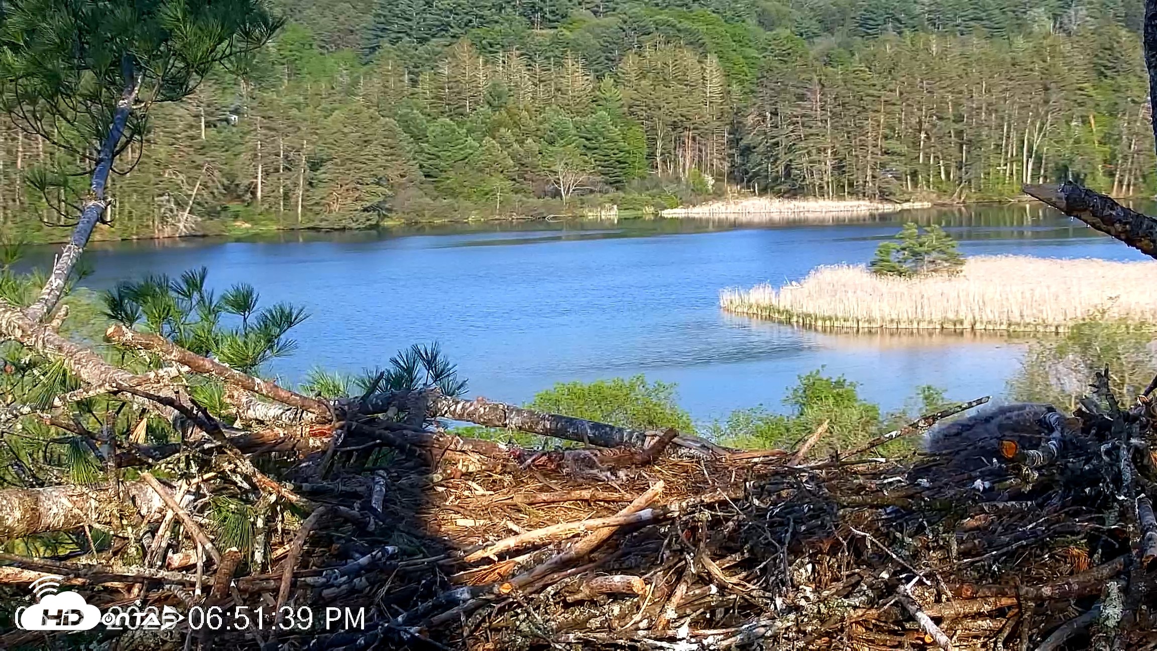 Snapshot of VINS Bald Eagles Nest Live Cams taken May 18, 2026, 6:52pm EDT