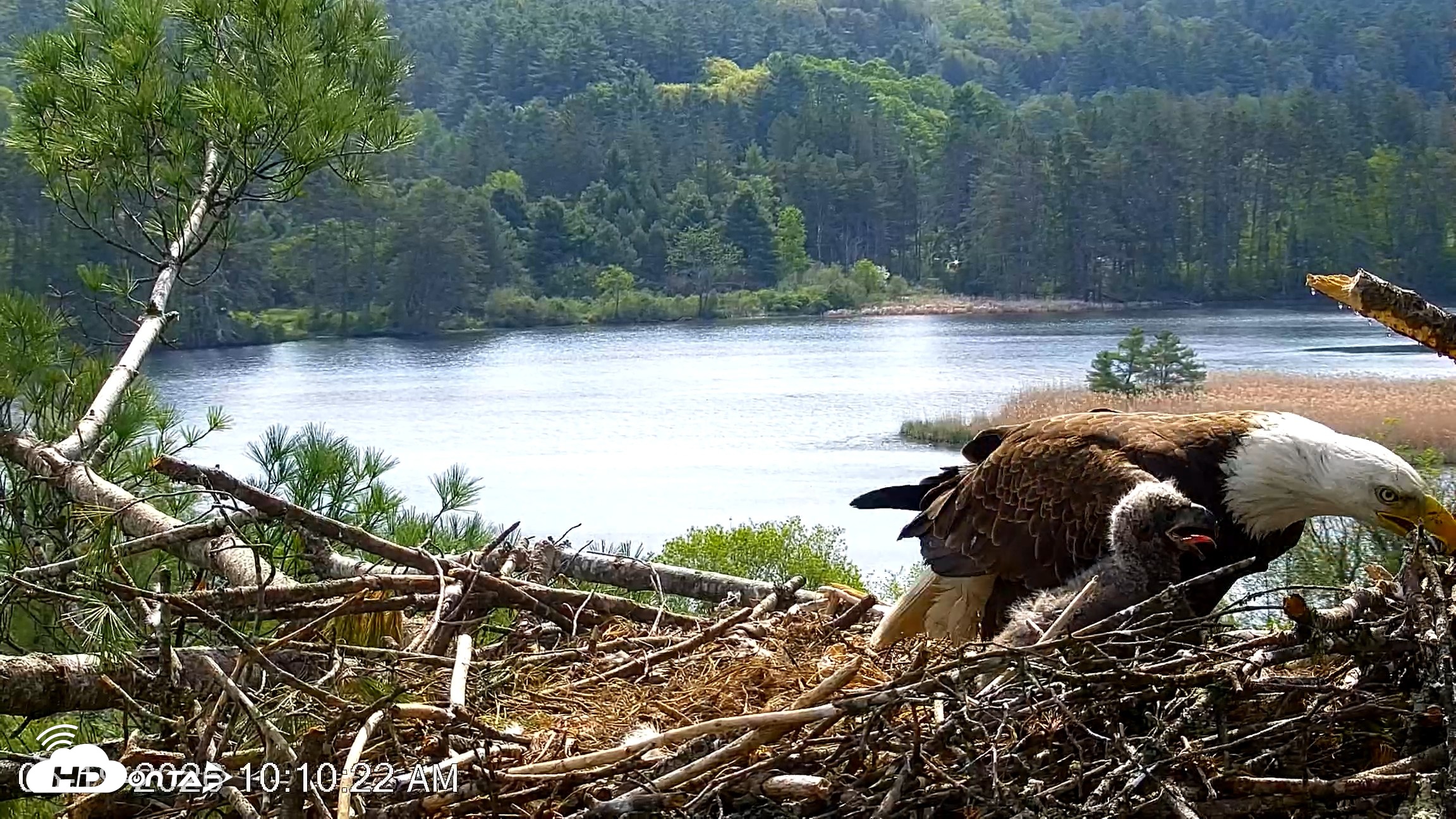 Snapshot of VINS Bald Eagles Nest Live Cams taken May 19, 2026, 10:11am EDT