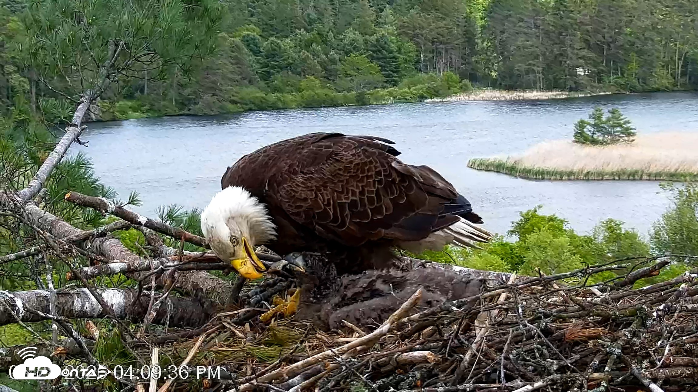 Snapshot of VINS Bald Eagles Nest Live Cams taken May 28, 2026, 4:10pm EDT