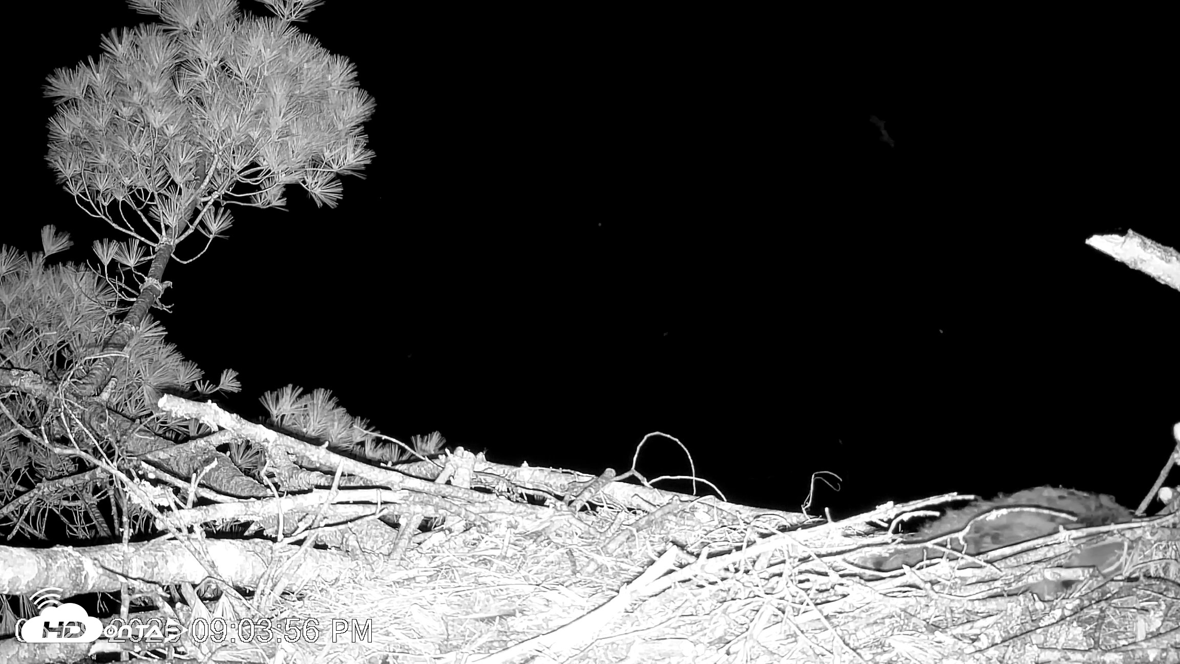 Snapshot of VINS Bald Eagles Nest Live Cams taken May 29, 2026, 9:04pm EDT