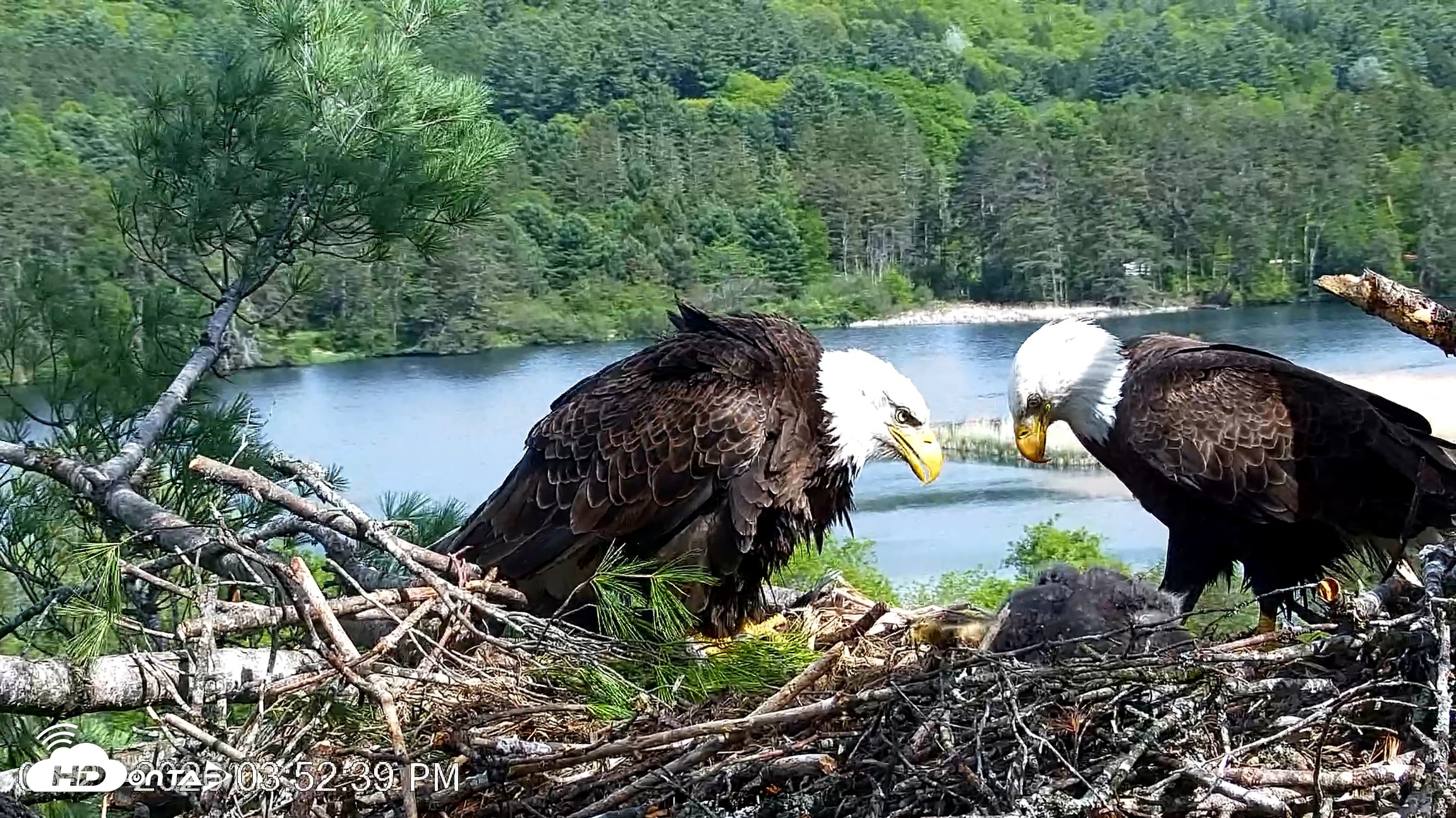 Snapshot of VINS Bald Eagles Nest Live Cams taken May 21, 2026, 3:53pm EDT