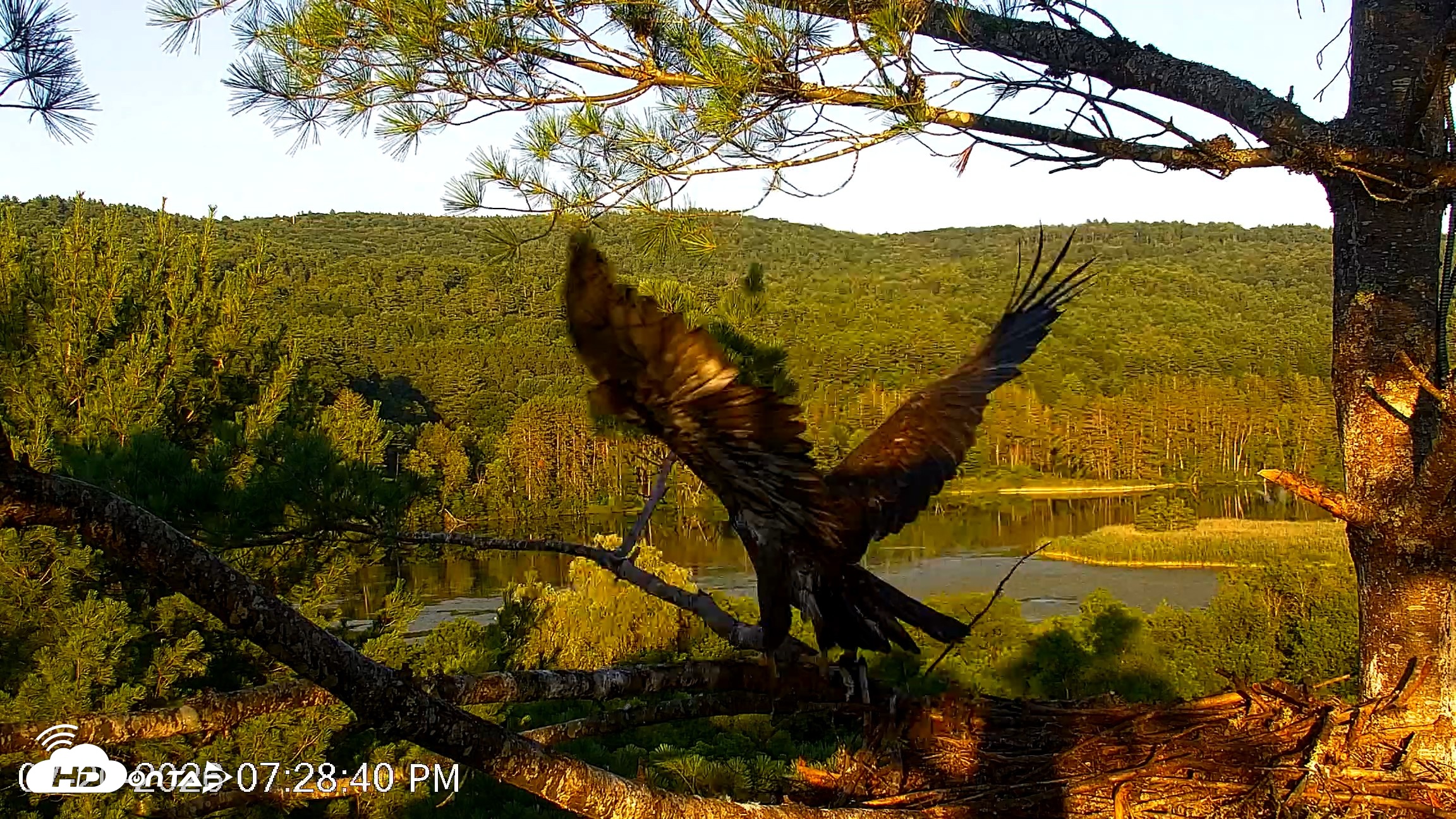 Snapshot of VINS Bald Eagles Nest Live Cams taken Jul 20, 2026, 7:29pm EDT