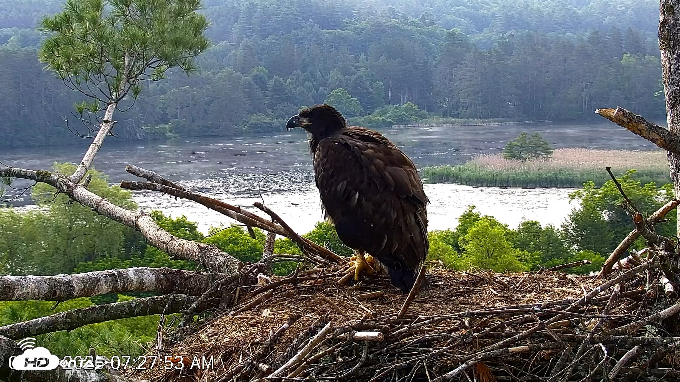 Snapshot of VINS Bald Eagles Nest Live Cams taken Jun 22, 2026, 7:28am EDT