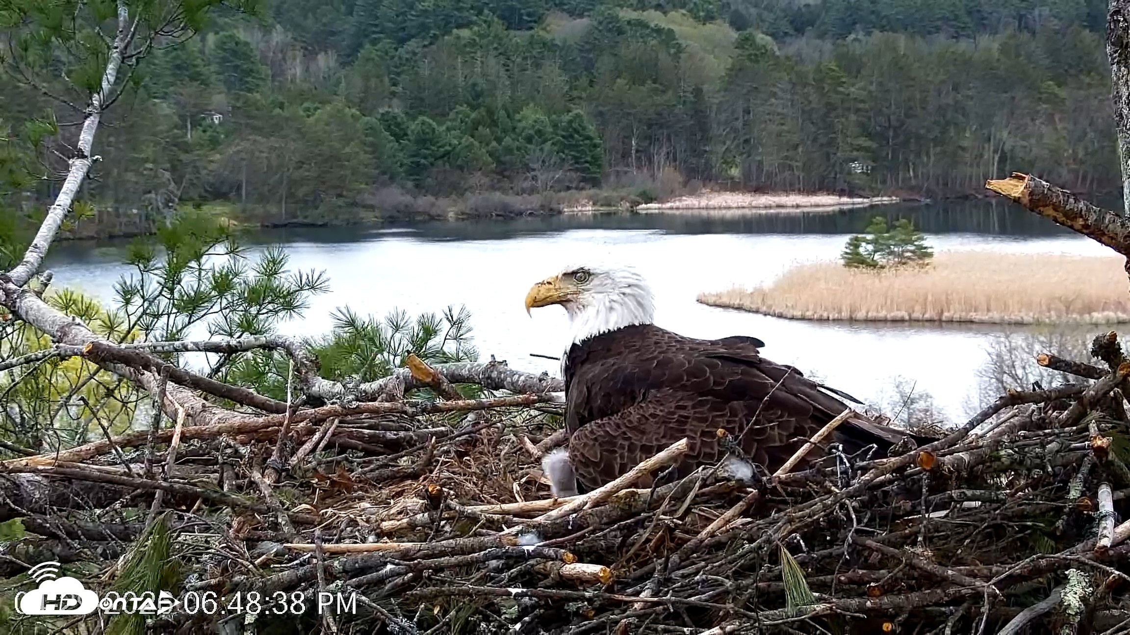 Snapshot of VINS Bald Eagles Nest Live Cams taken Apr 29, 2026, 6:49pm EDT