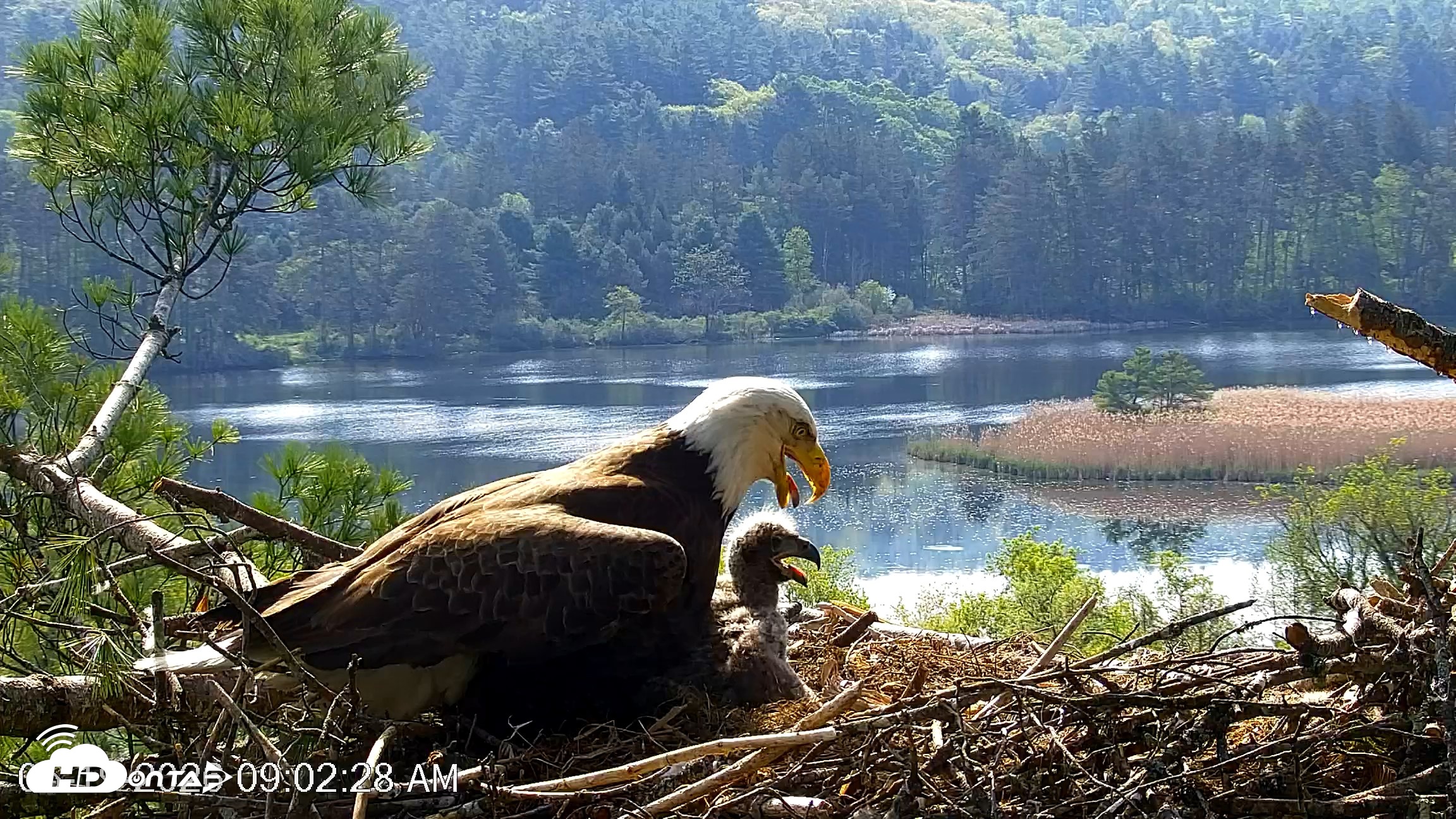 Snapshot of VINS Bald Eagles Nest Live Cams taken May 19, 2026, 9:03am EDT