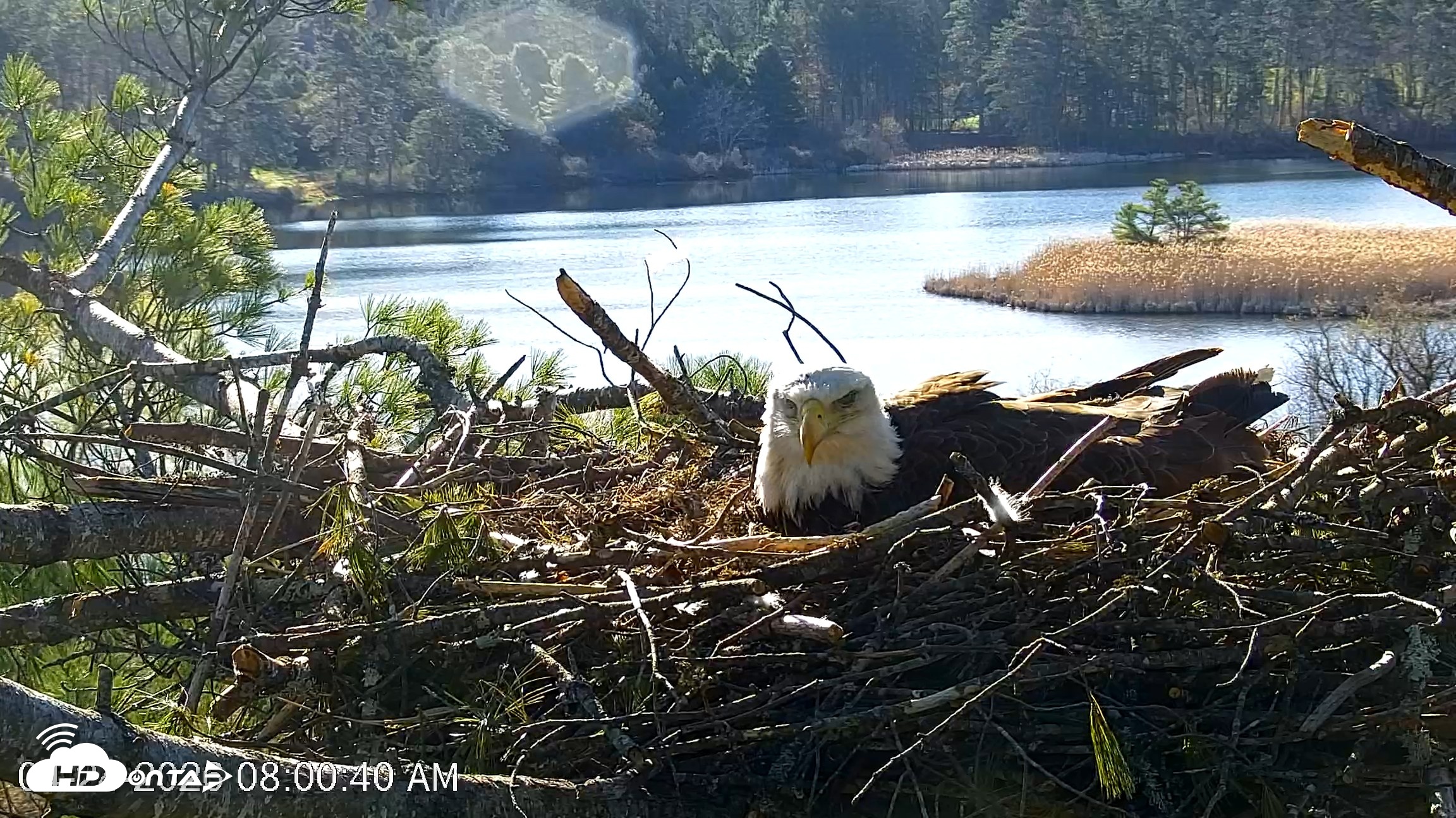 Snapshot of VINS Bald Eagles Nest Live Cams taken Apr 24, 2026, 8:01am EDT