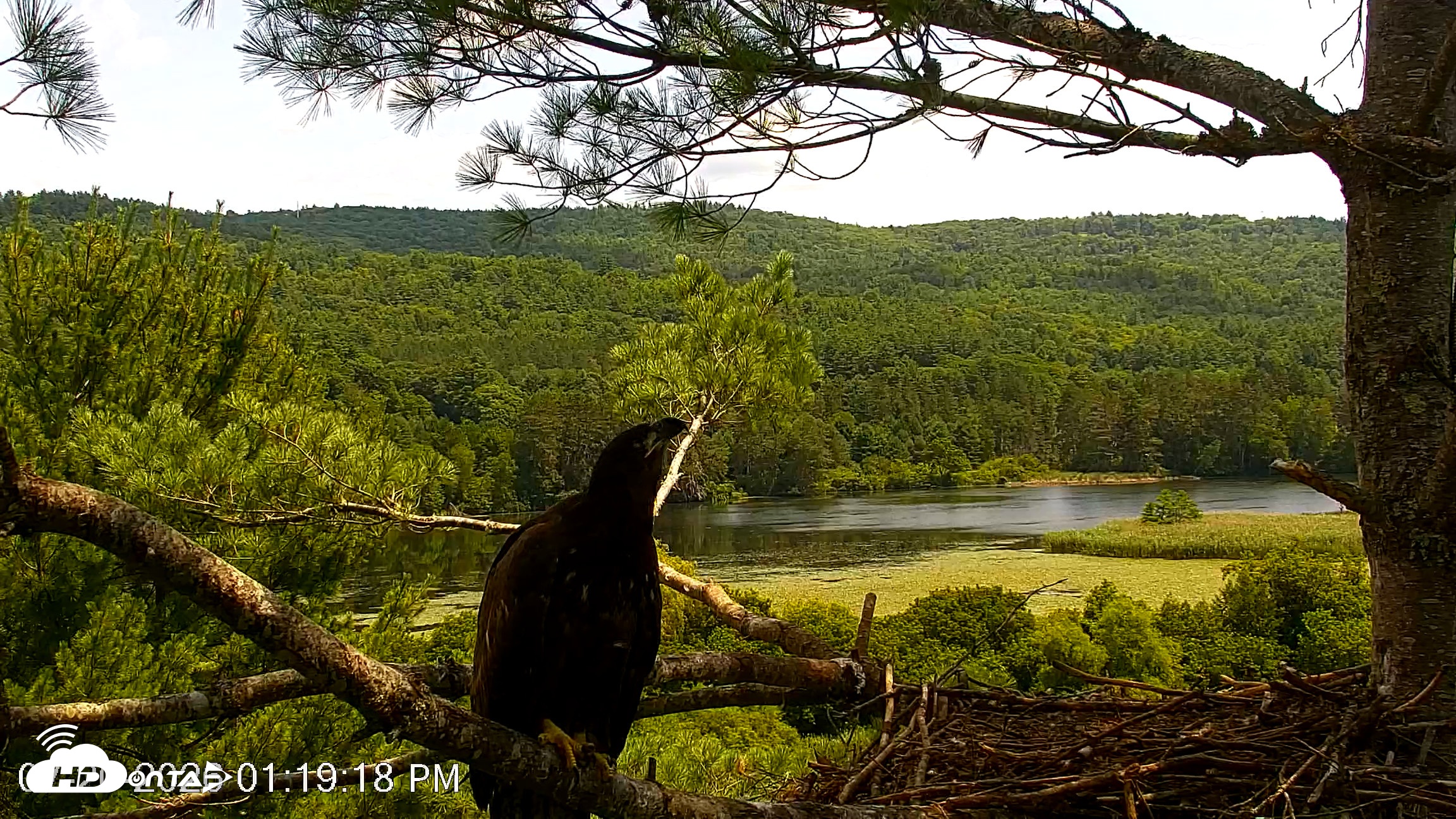 Snapshot of VINS Bald Eagles Nest Live Cams taken Jul 20, 2026, 1:21pm EDT