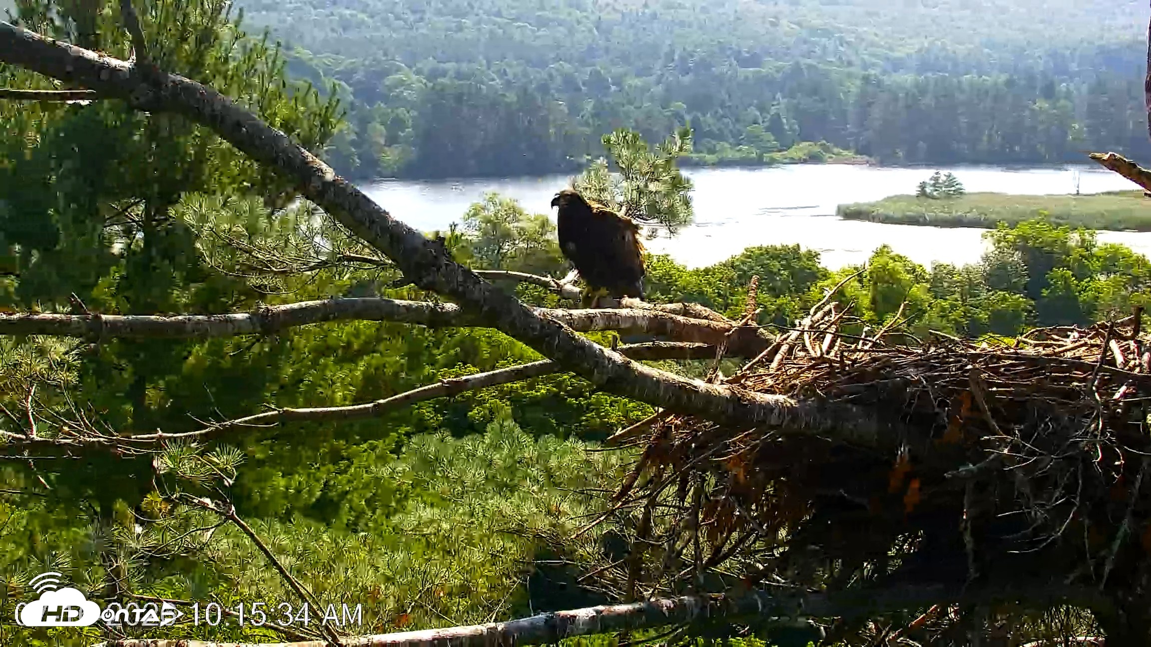 Snapshot of VINS Bald Eagles Nest Live Cams taken Jul 16, 2026, 10:16am EDT