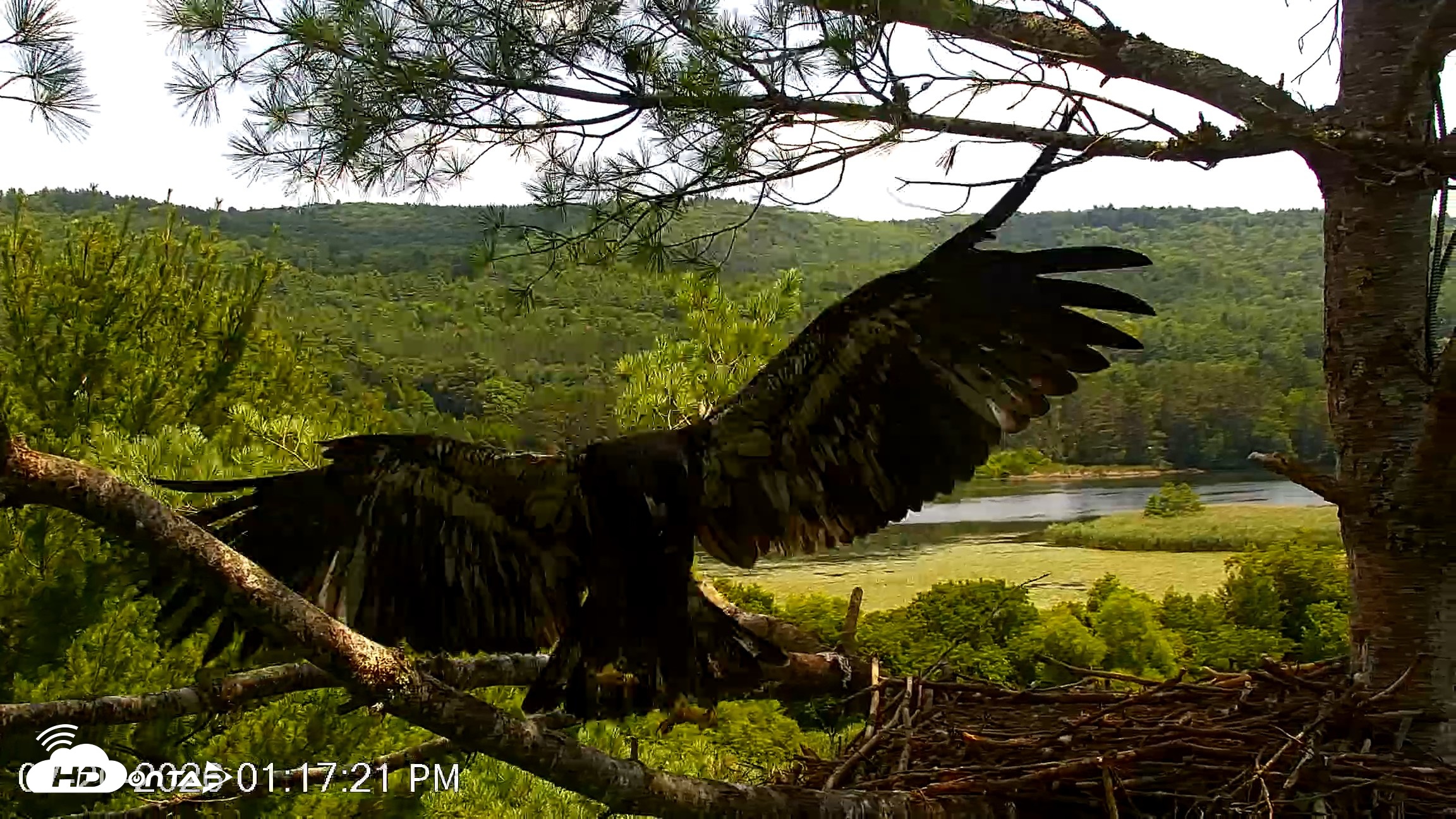 Snapshot of VINS Bald Eagles Nest Live Cams taken Jul 20, 2026, 1:18pm EDT