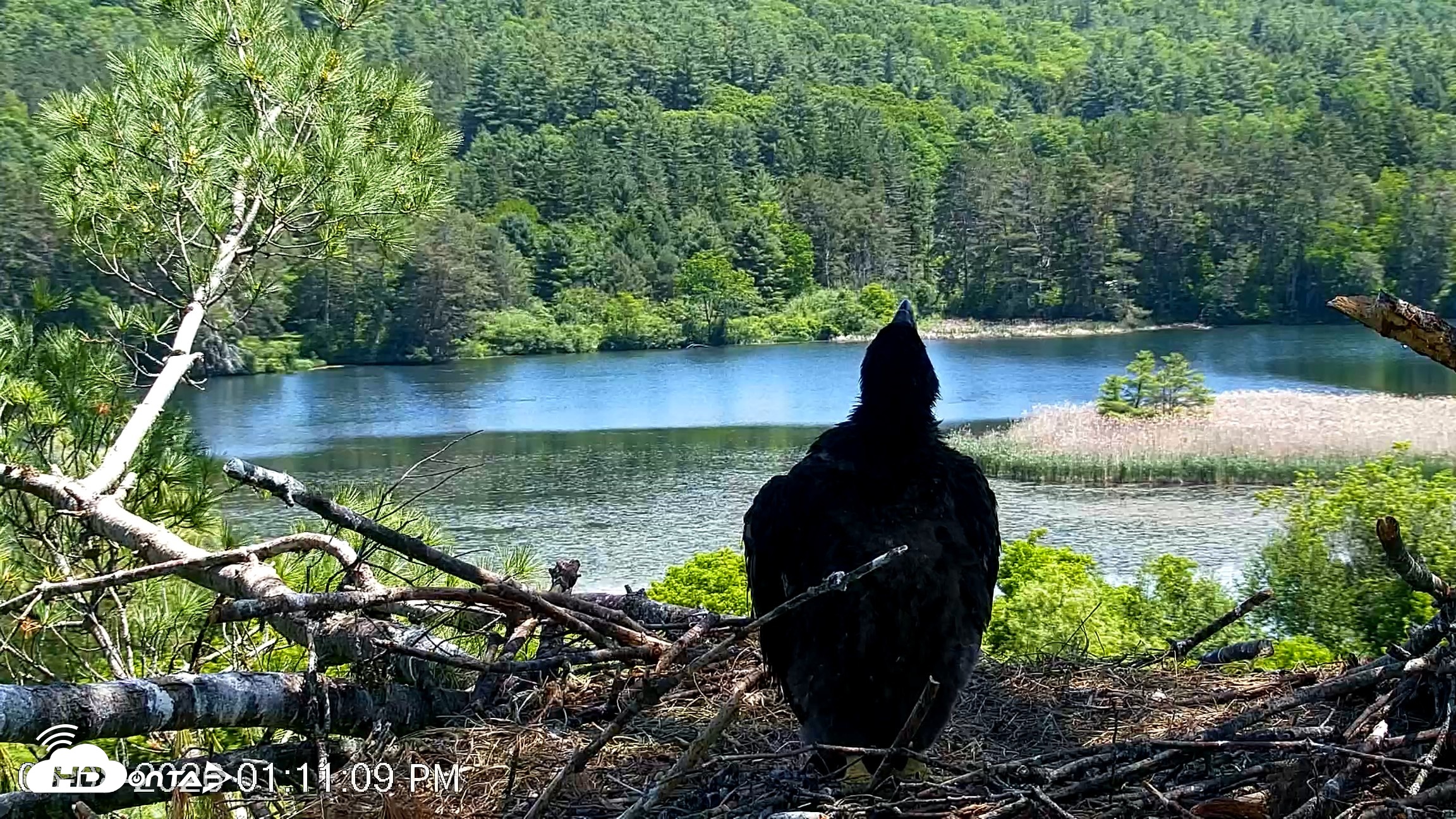 Snapshot of VINS Bald Eagles Nest Live Cams taken Jun 8, 2026, 1:11pm EDT