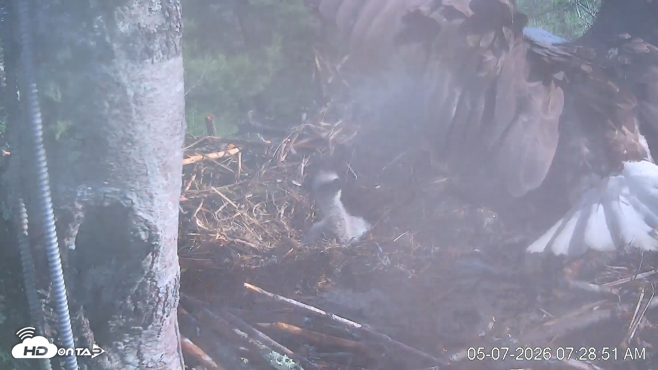 Snapshot of VINS Bald Eagles Nest Live Cams taken May 7, 2026, 7:29am EDT