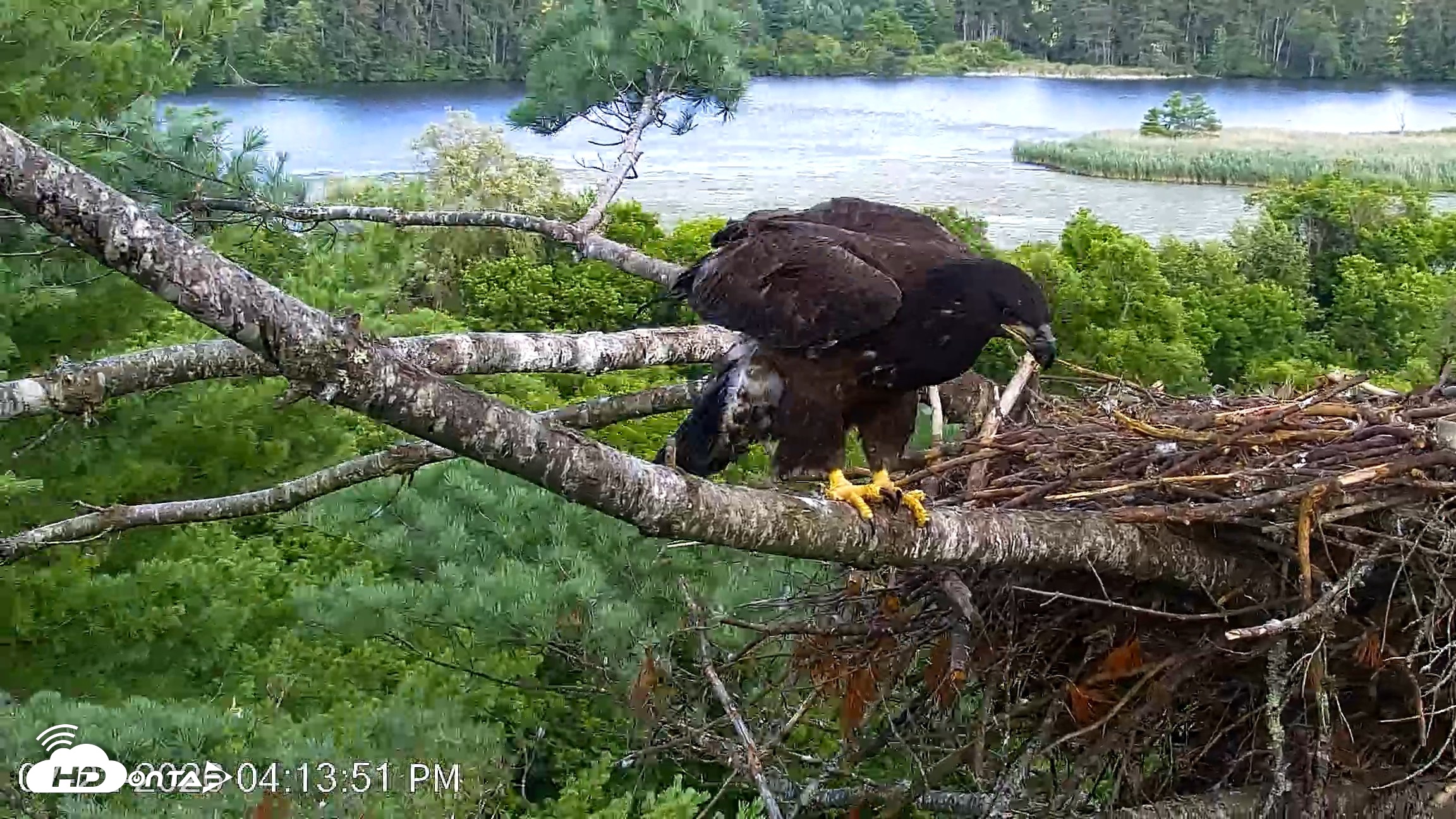 Snapshot of VINS Bald Eagles Nest Live Cams taken Jul 22, 2026, 4:14pm EDT