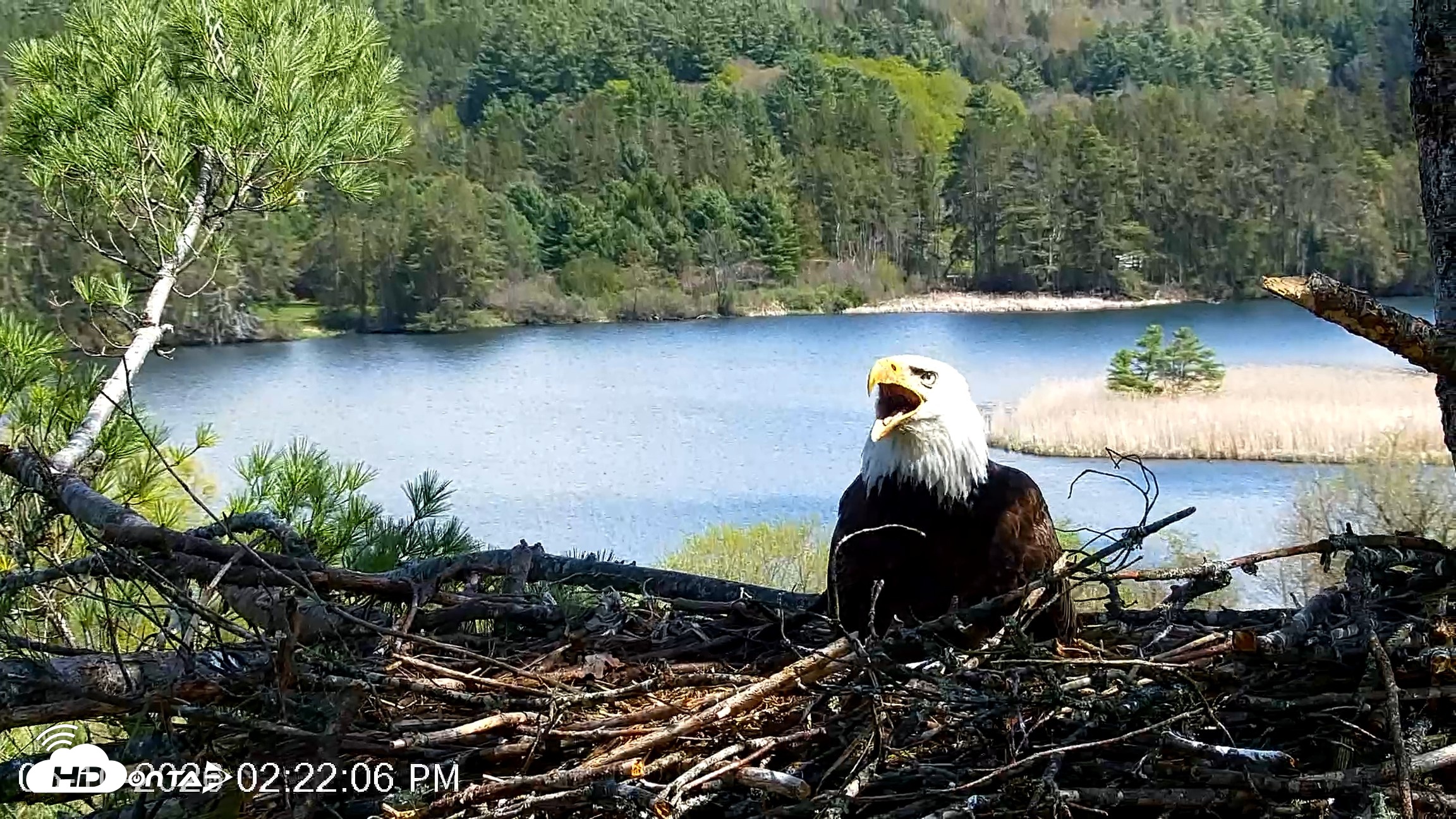 Snapshot of VINS Bald Eagles Nest Live Cams taken May 10, 2026, 2:22pm EDT