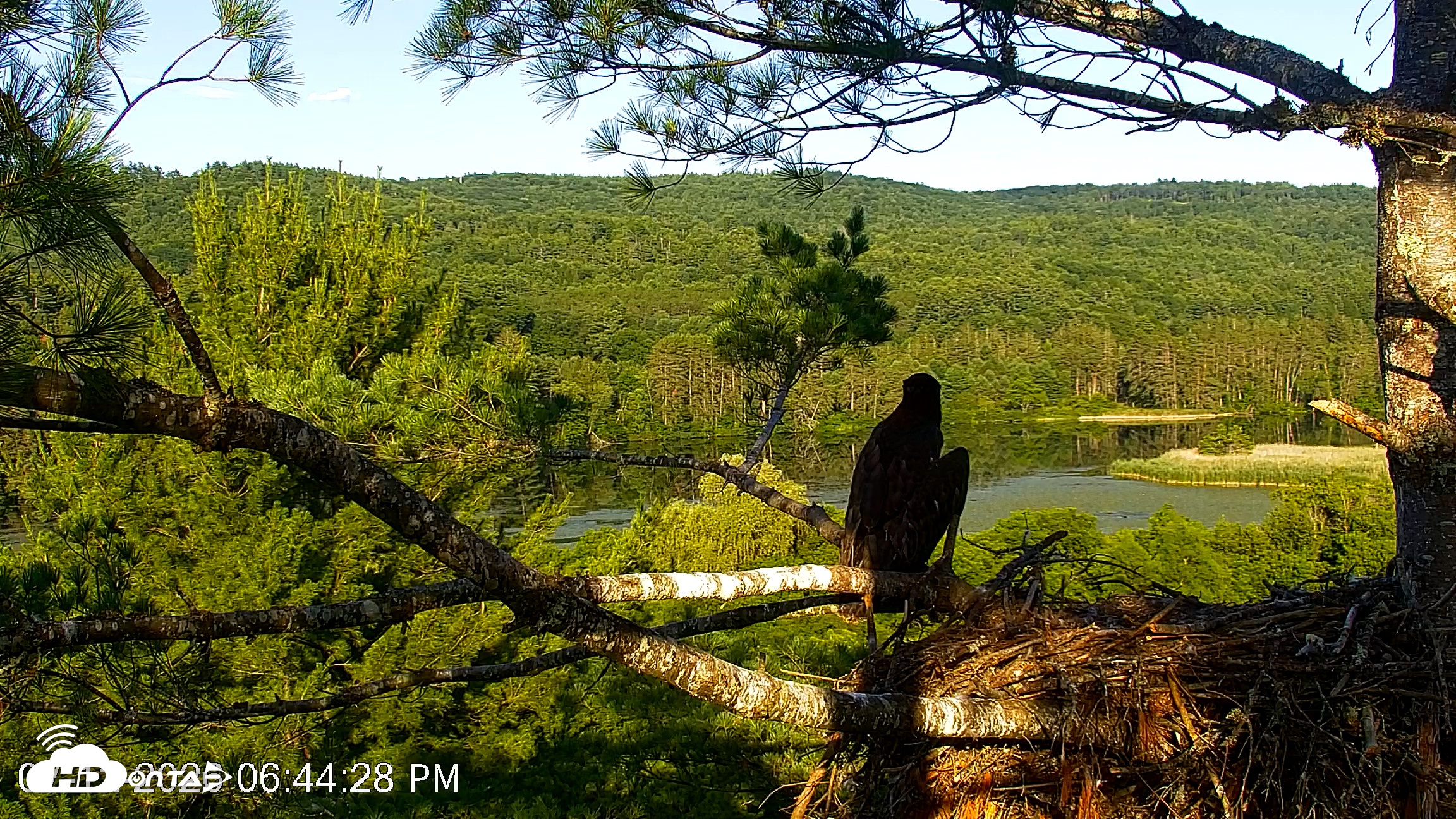 Snapshot of VINS Bald Eagles Nest Live Cams taken Jul 12, 2026, 6:45pm EDT