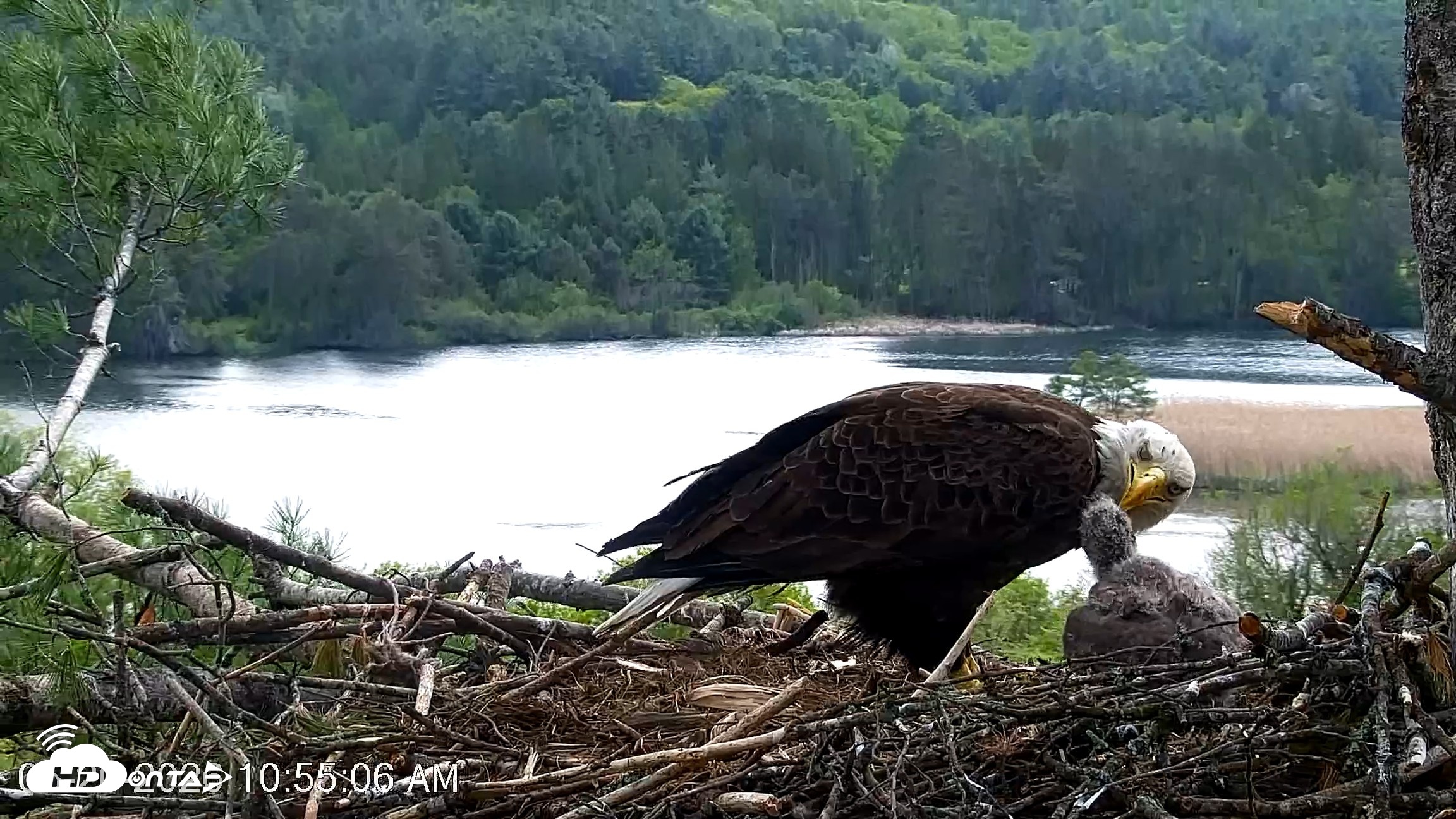 Snapshot of VINS Bald Eagles Nest Live Cams taken May 20, 2026, 10:56am EDT