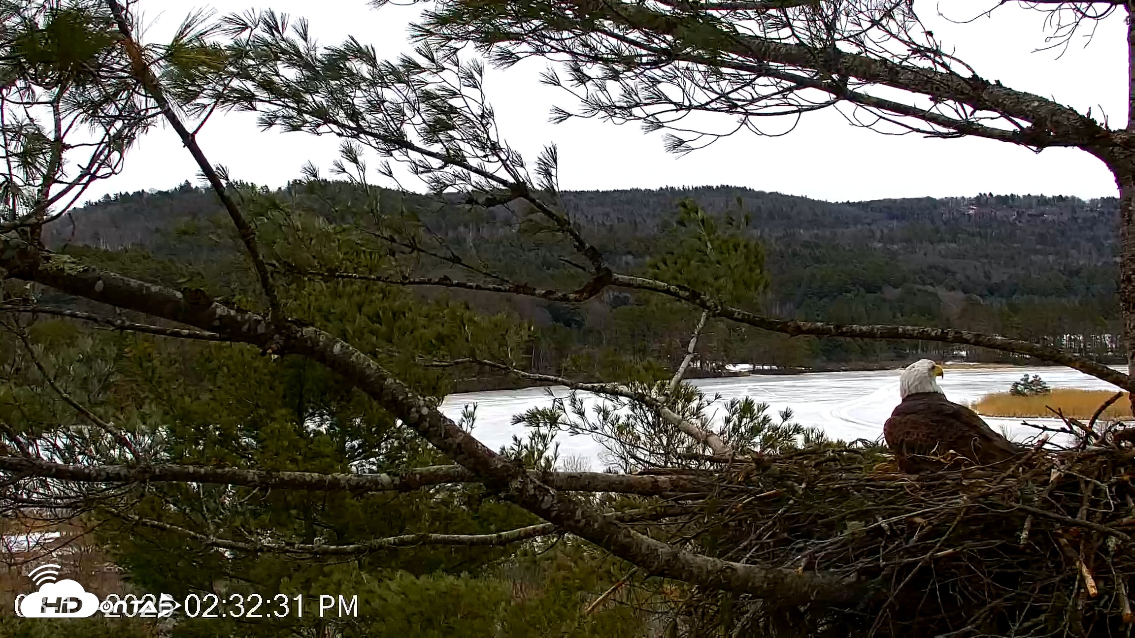 Snapshot of VINS Bald Eagles Nest Live Cams taken Mar 13, 2026, 2:33pm EDT