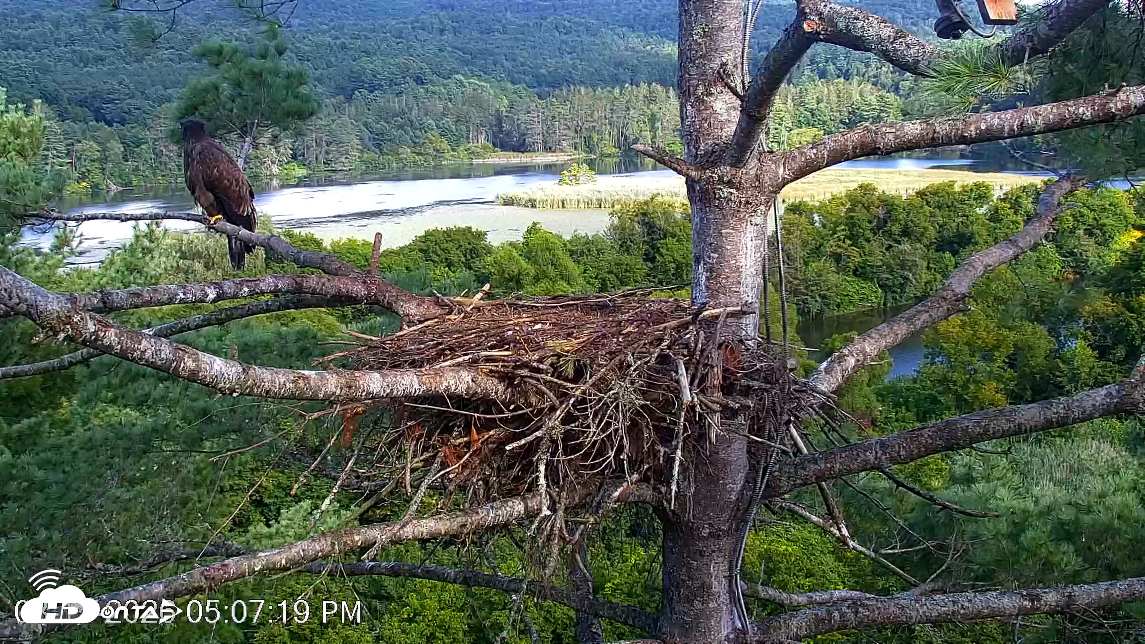Snapshot of VINS Bald Eagles Nest Live Cams taken Aug 17, 2026, 5:08pm EDT